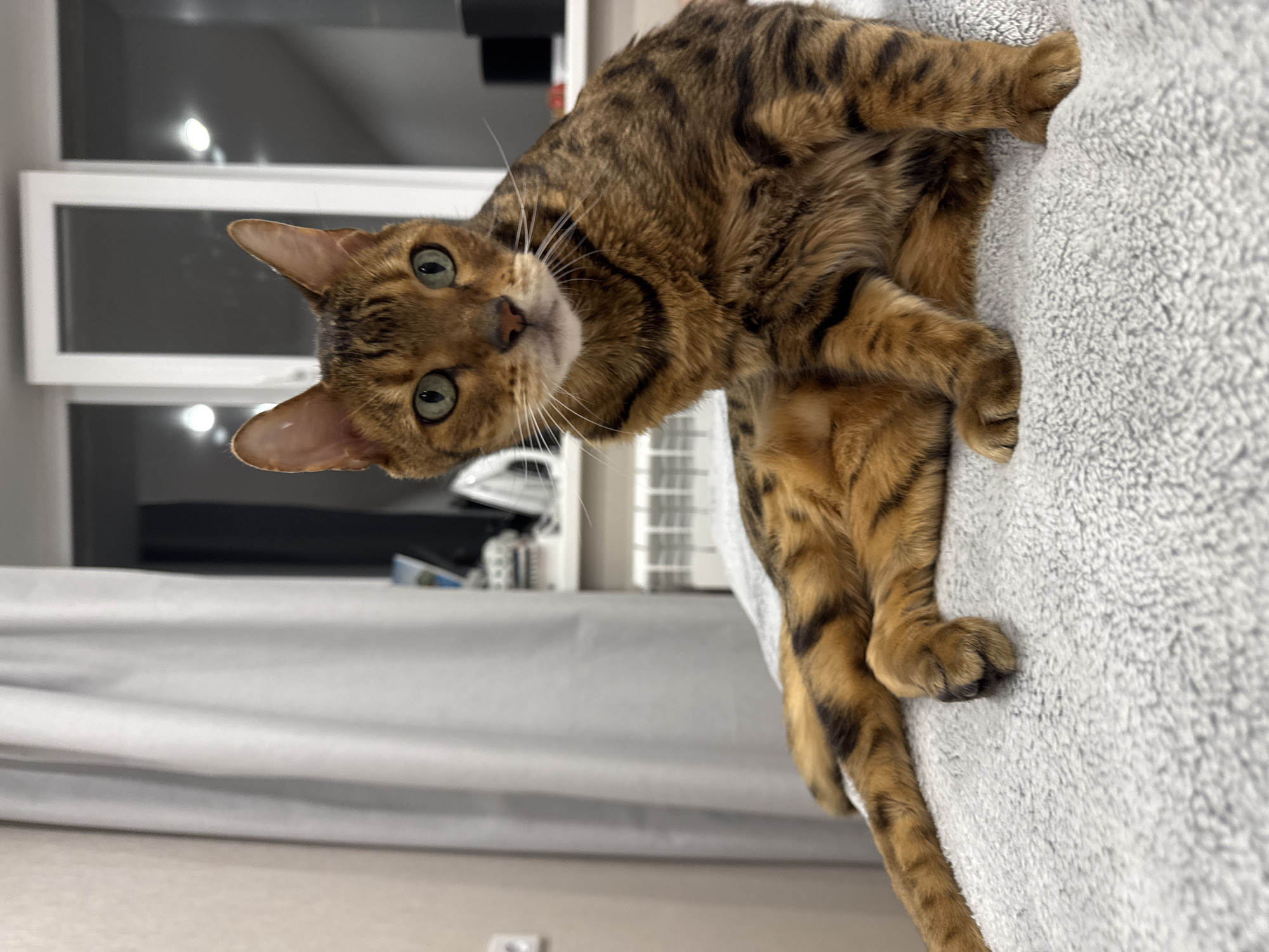 Bengal cat spotted resting on gray bedding indoors