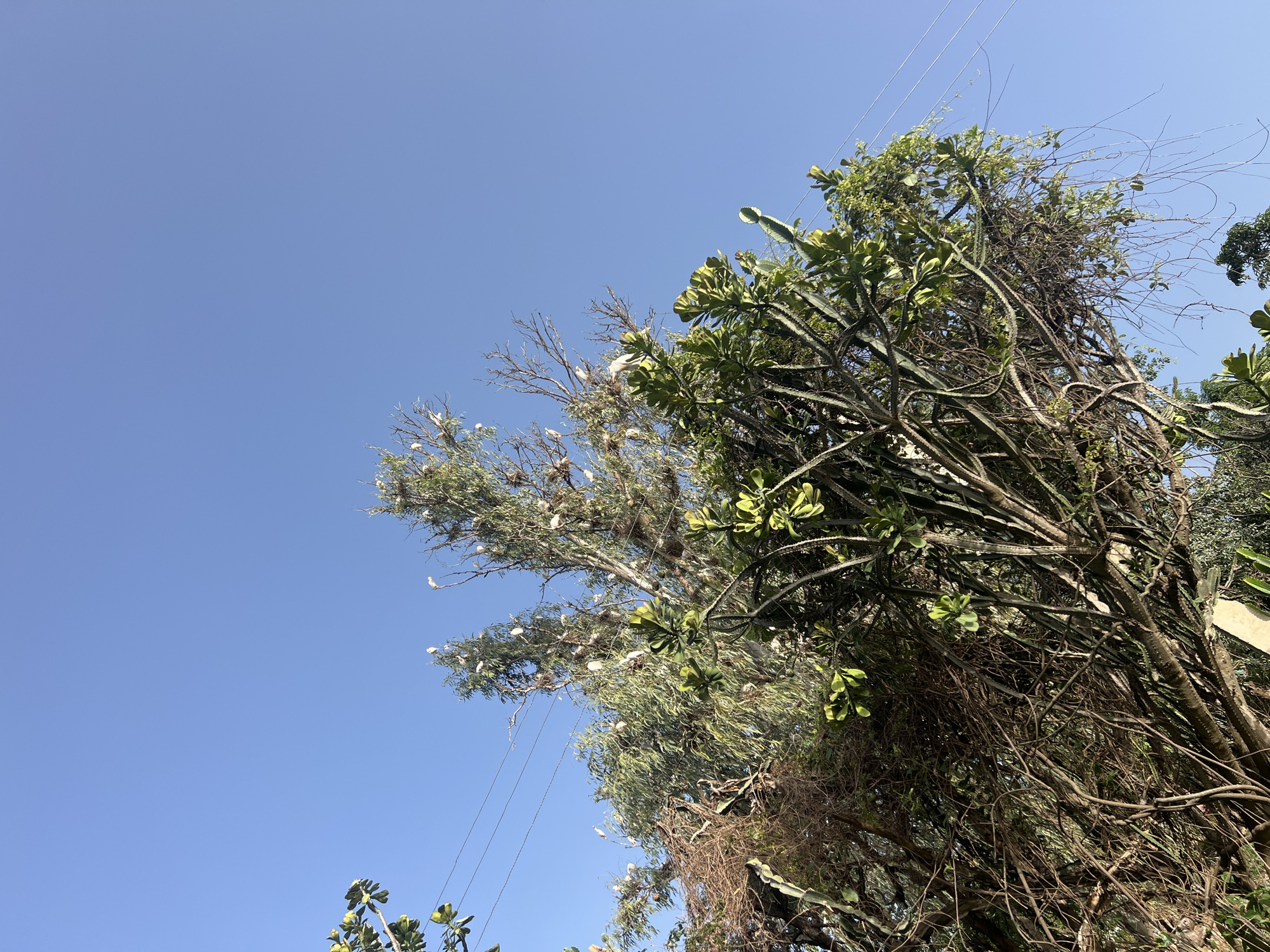 White birds roost in tree canopies in Fobur, Nigeria