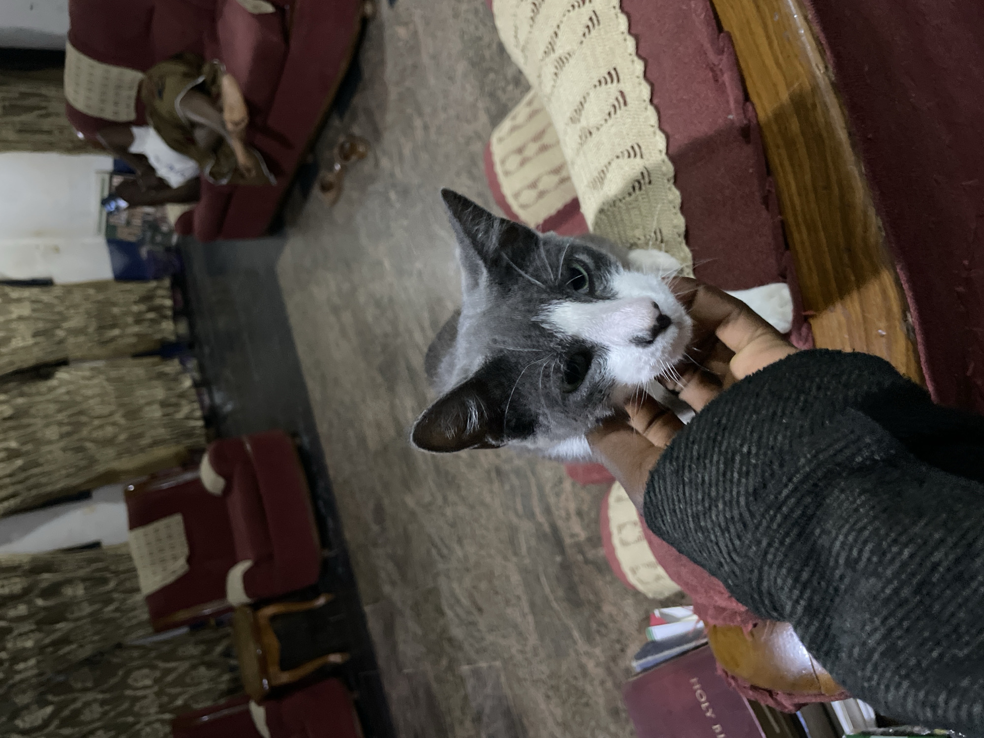 Gray cat petted, moves around cushions in Nigerian home