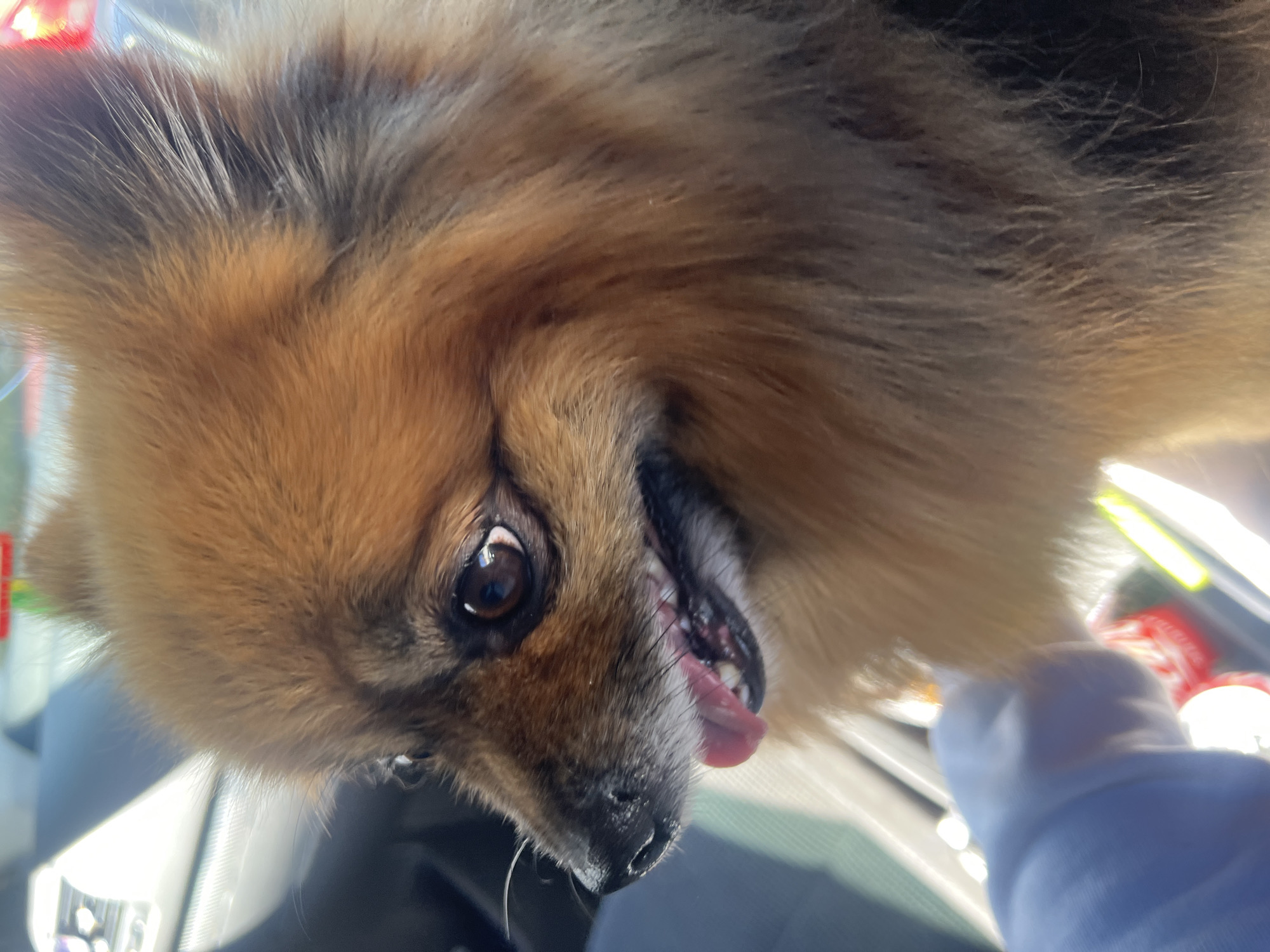 Playful Pomeranian photographed upside-down in Bristol