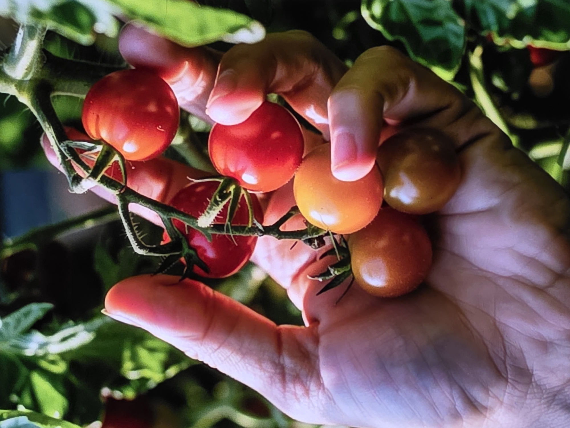 Morning garden harvest and coffee with Boston Terrier companion