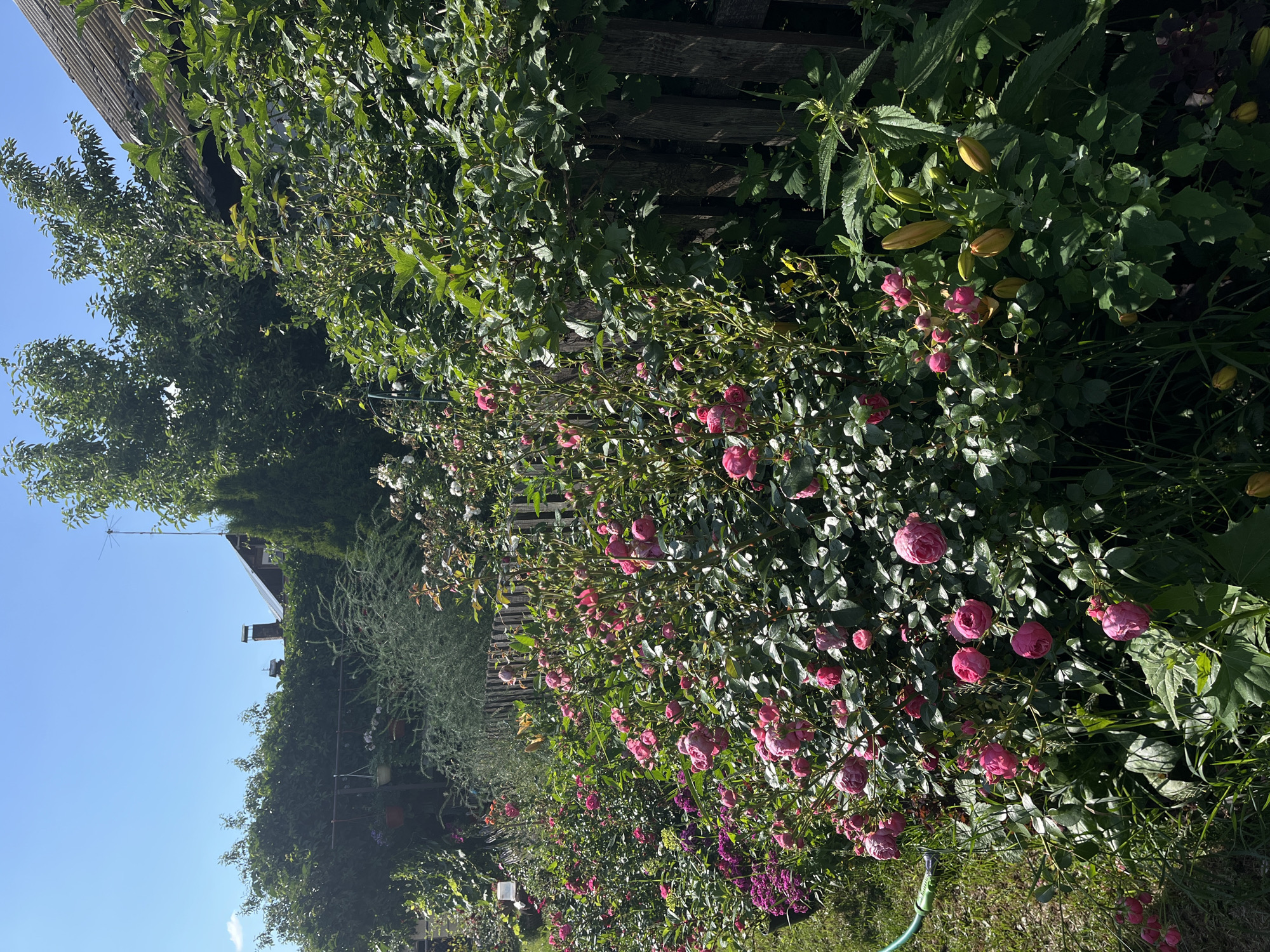 Summer backyard cookout and garden day in Chaikovsky