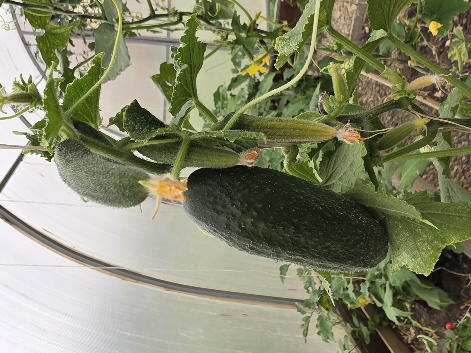 Summer garden check: greenhouse crops, yard life, Rechitsy