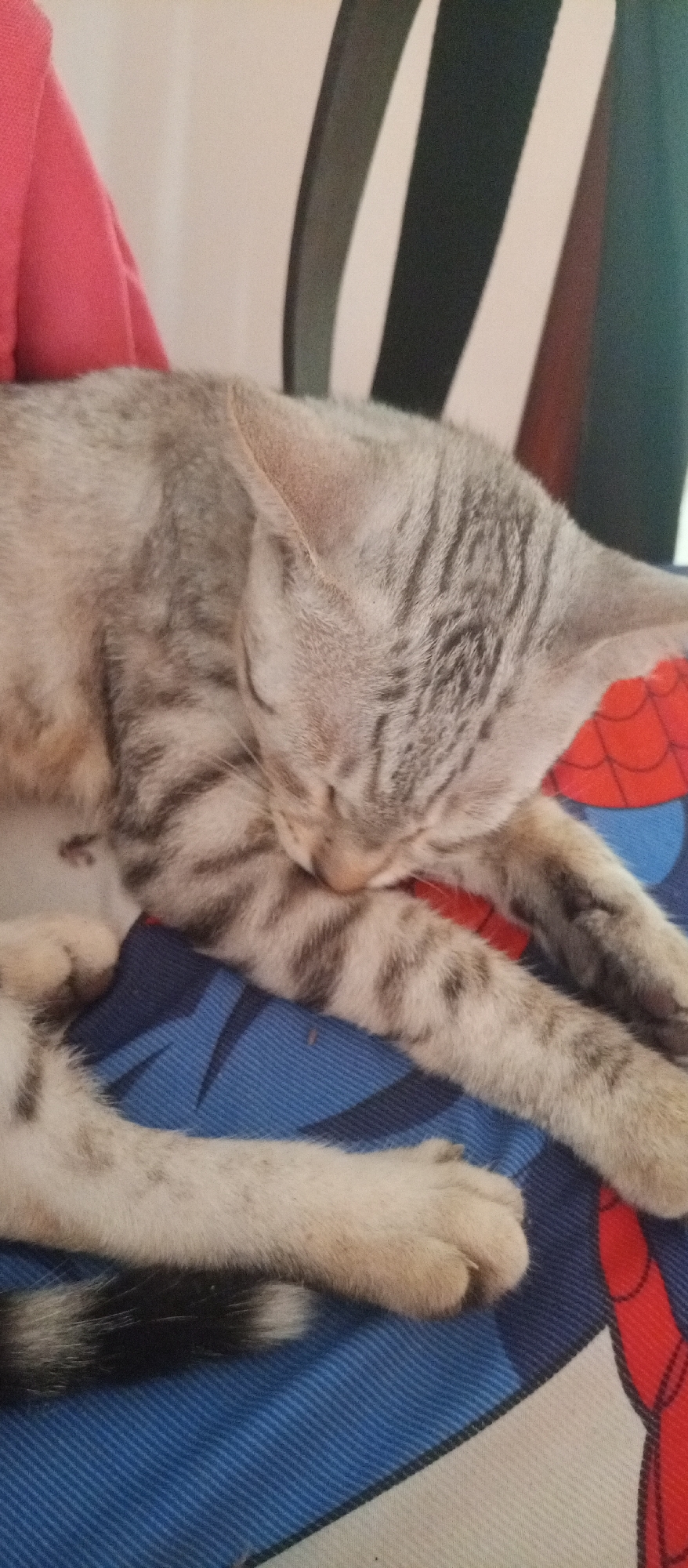 Domestic cat observed resting, window-watching in Cúcuta residential area
