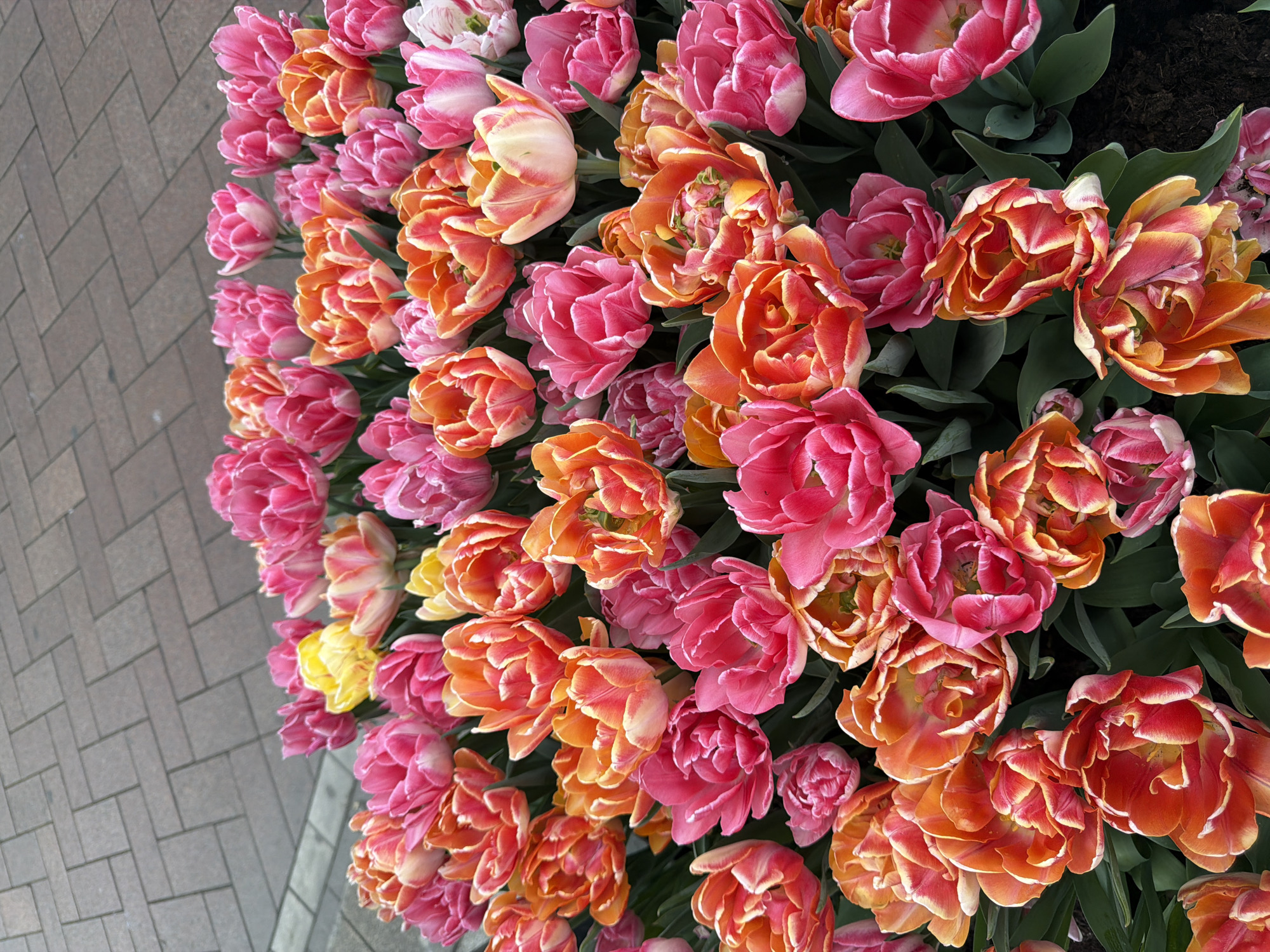 Colorful tulip display observed in Amsterdam