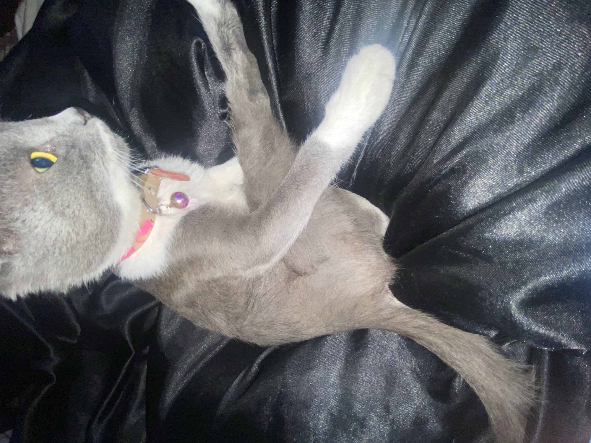 Cat grooming routine captured in Blagoevgrad, Bulgaria