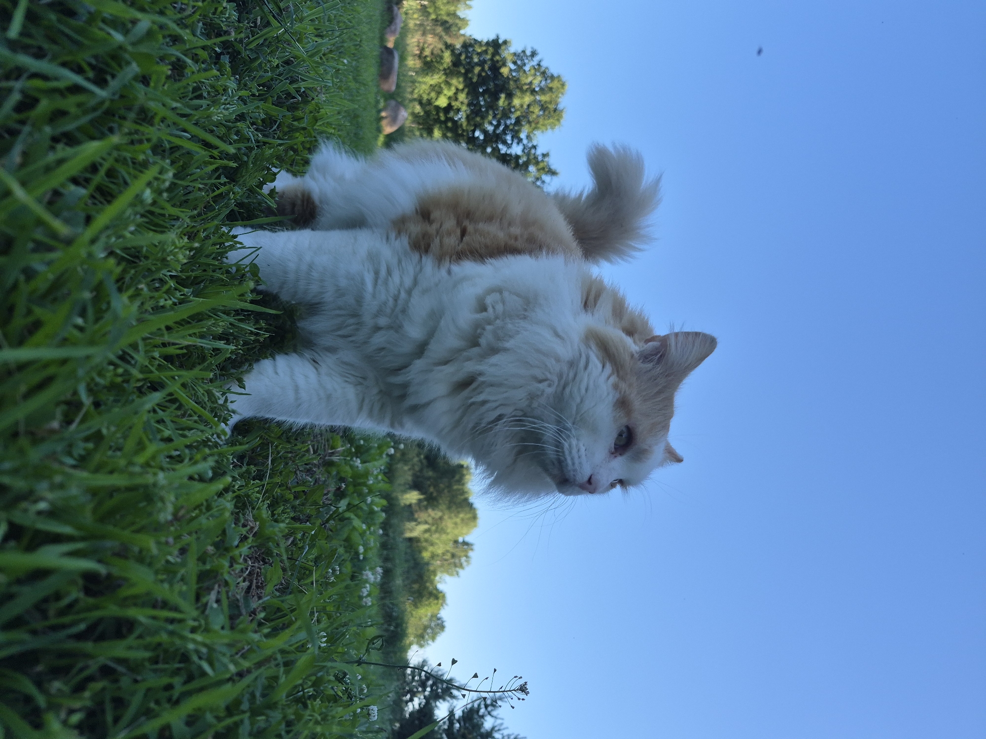 Fluffy cat lounges in the Estonian summer sun