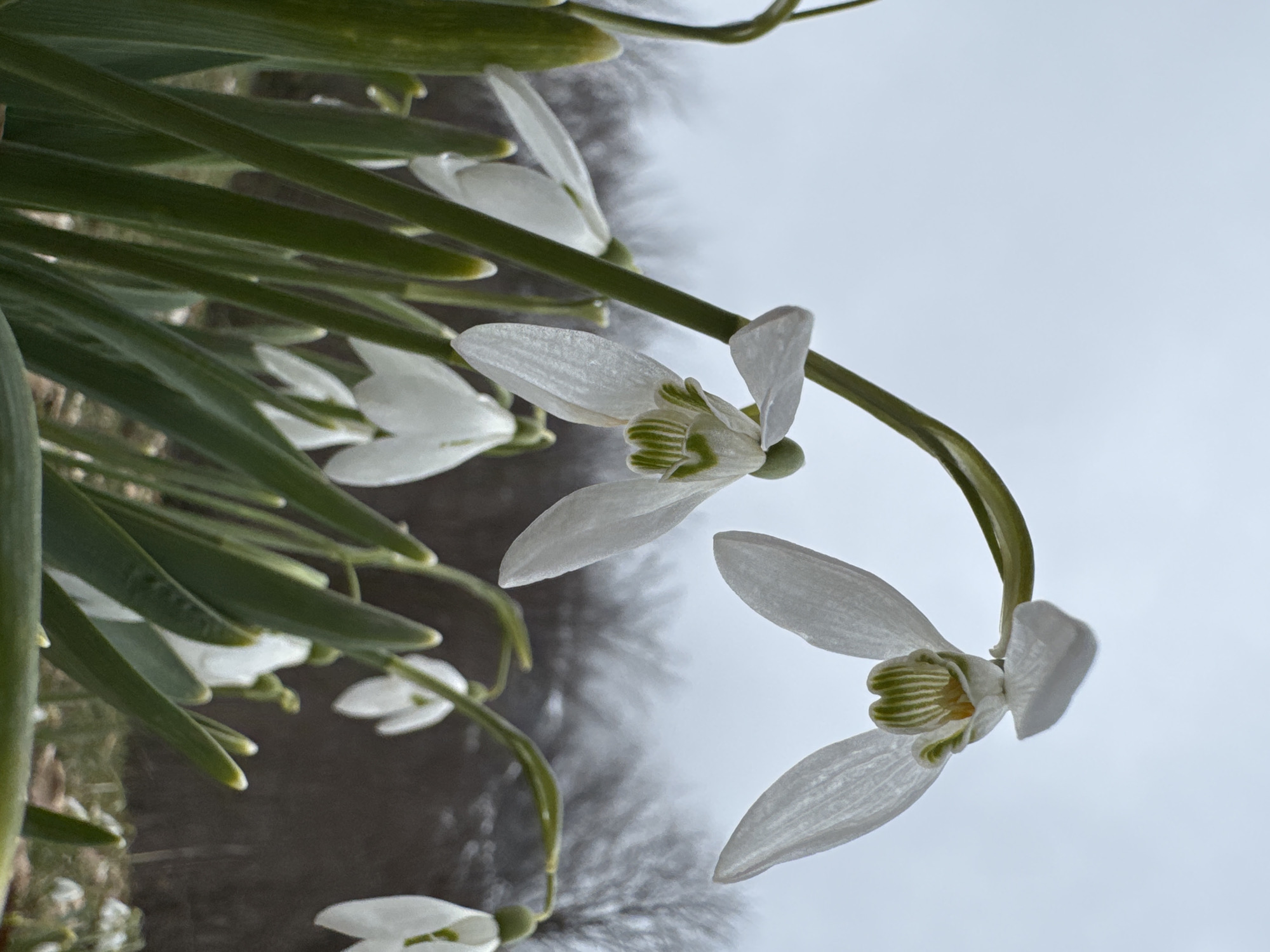 Snowdrop flowers bloom near Grebaje, Montenegro