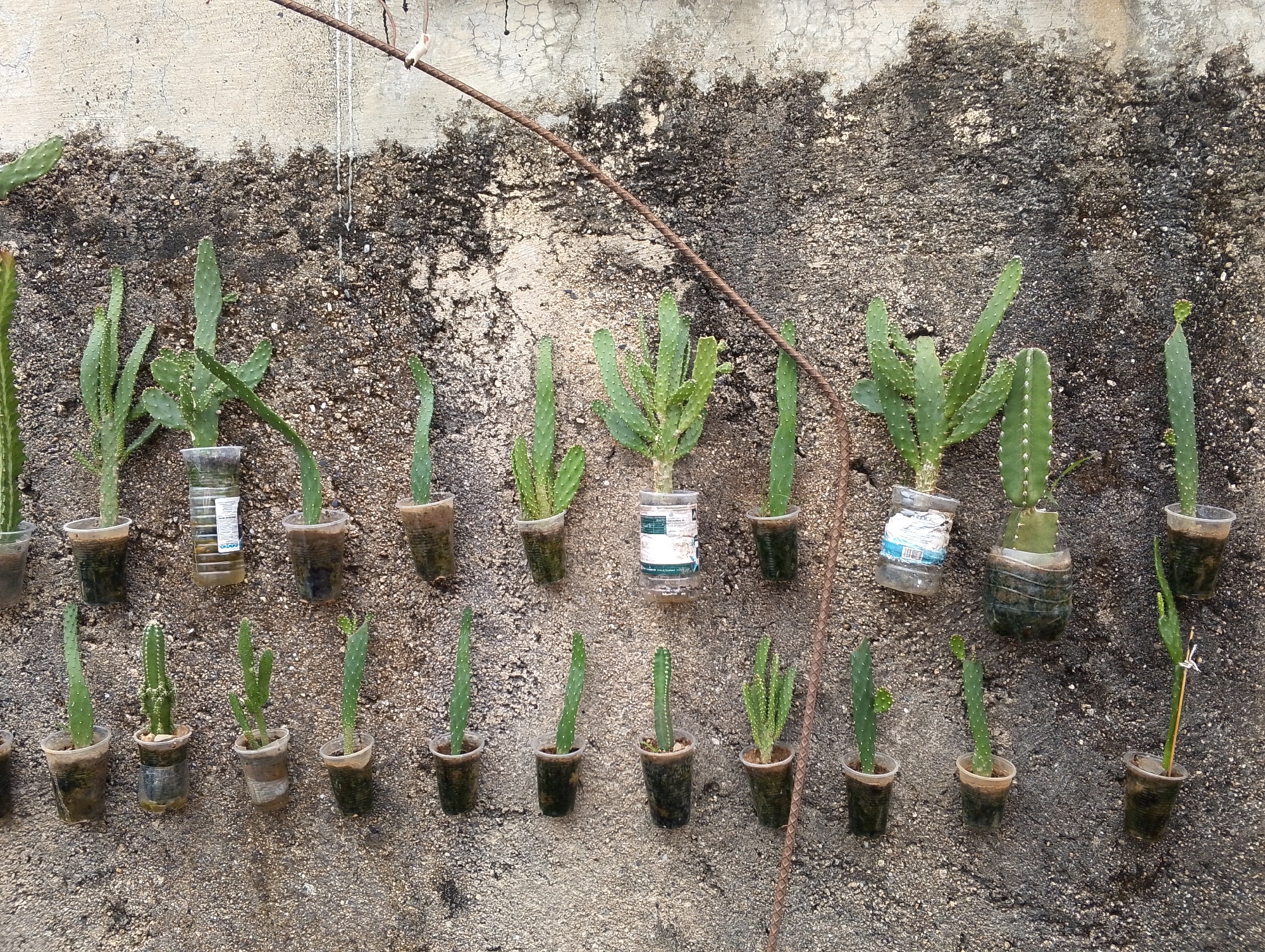 Urban garden display features repurposed containers in San Carlos