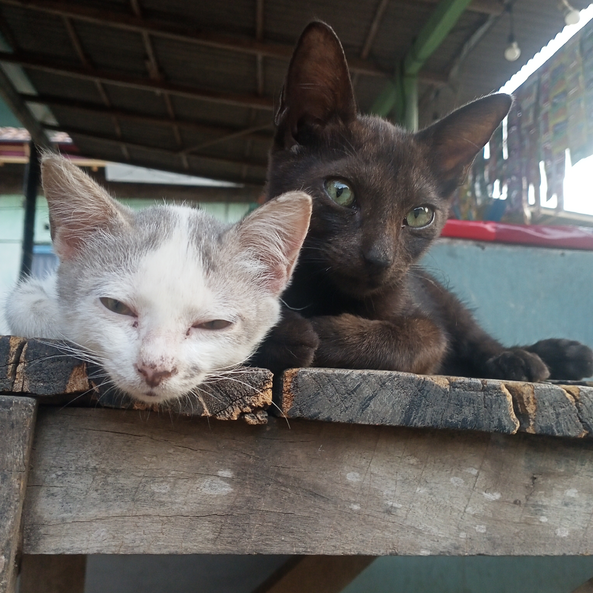 Kedung Dowo, Indonesia