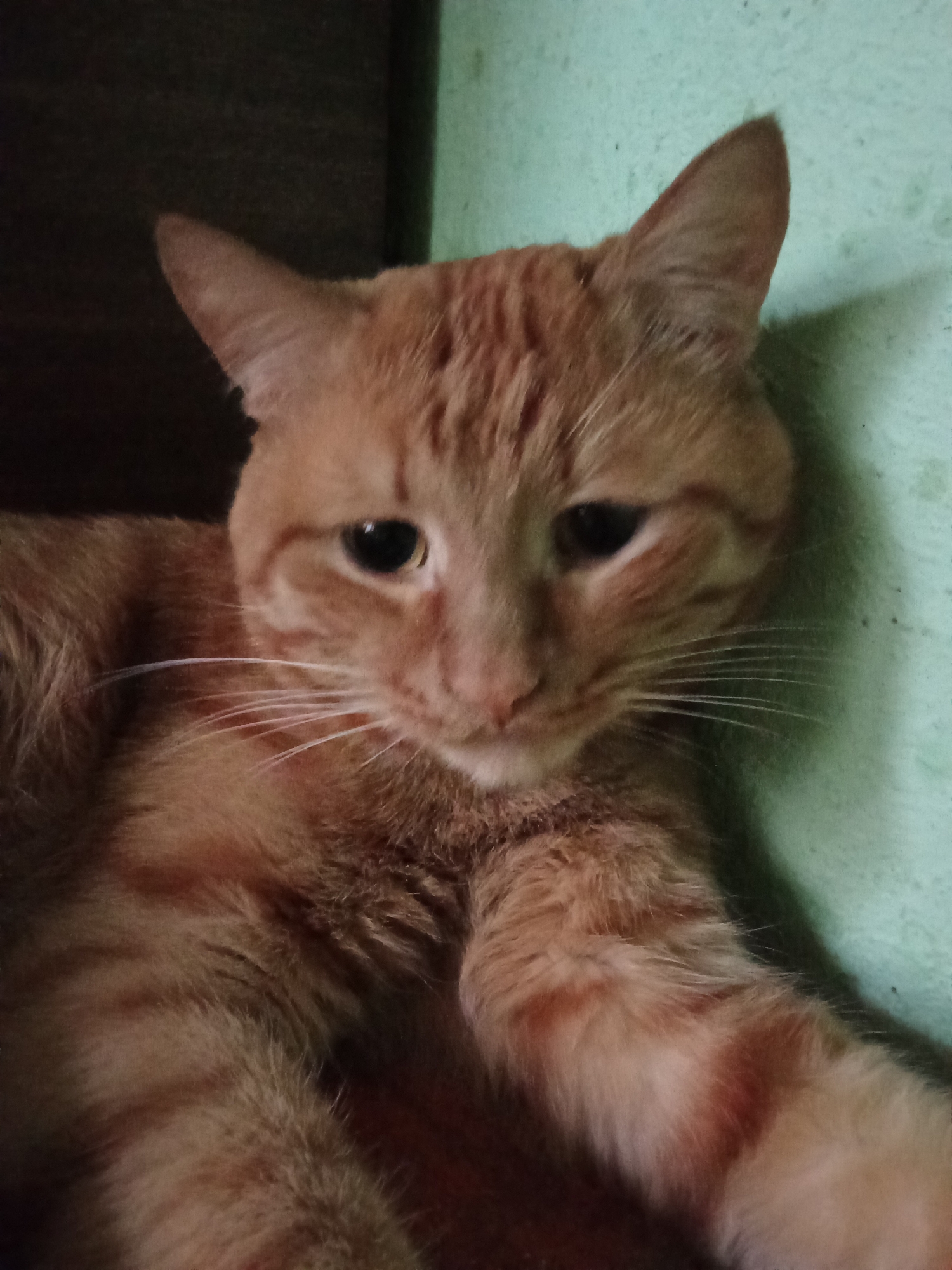 Cats napping and grooming at home in Volgograd