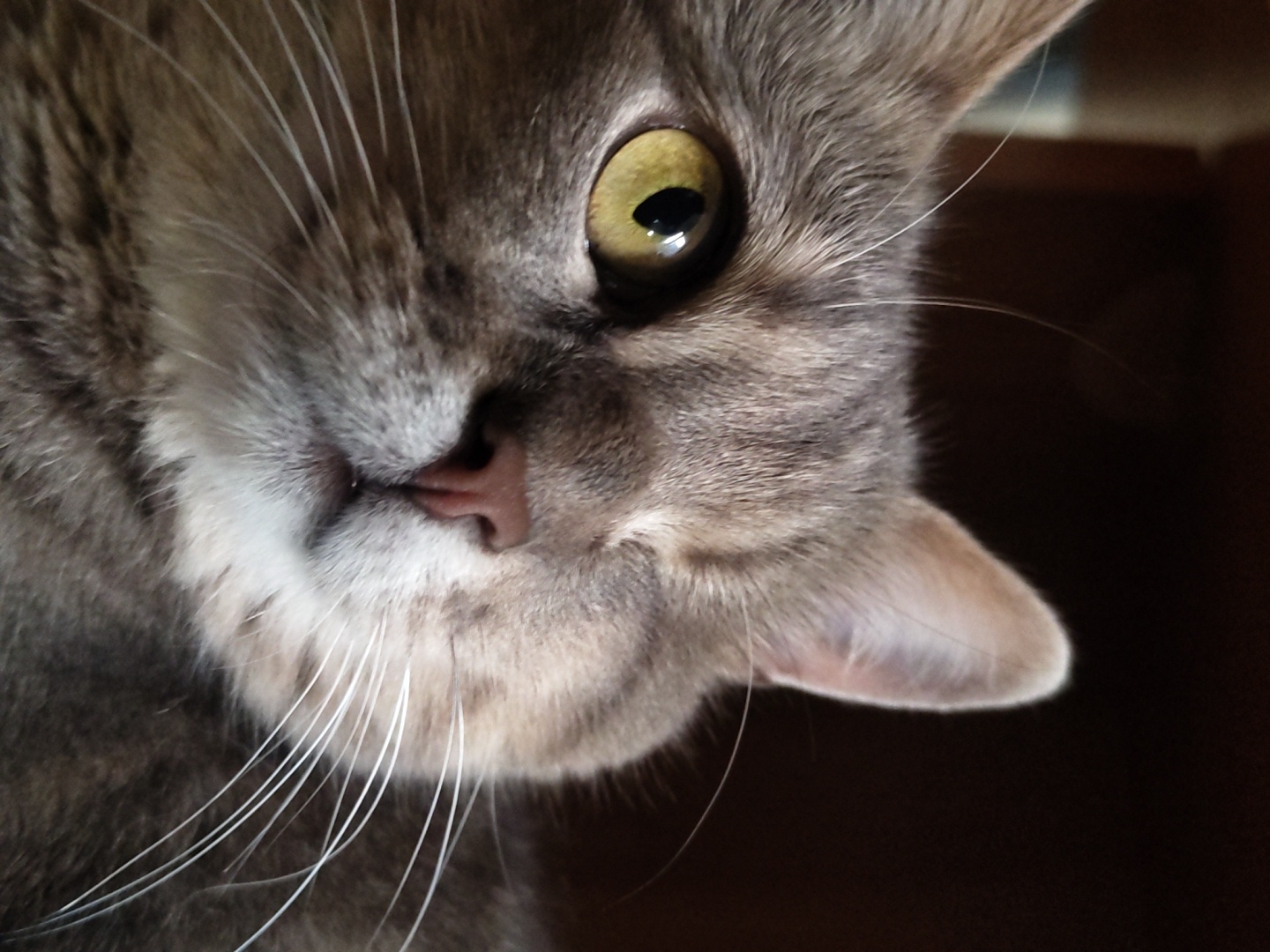 Grey tabby cat photographed winking, resting on various surfaces