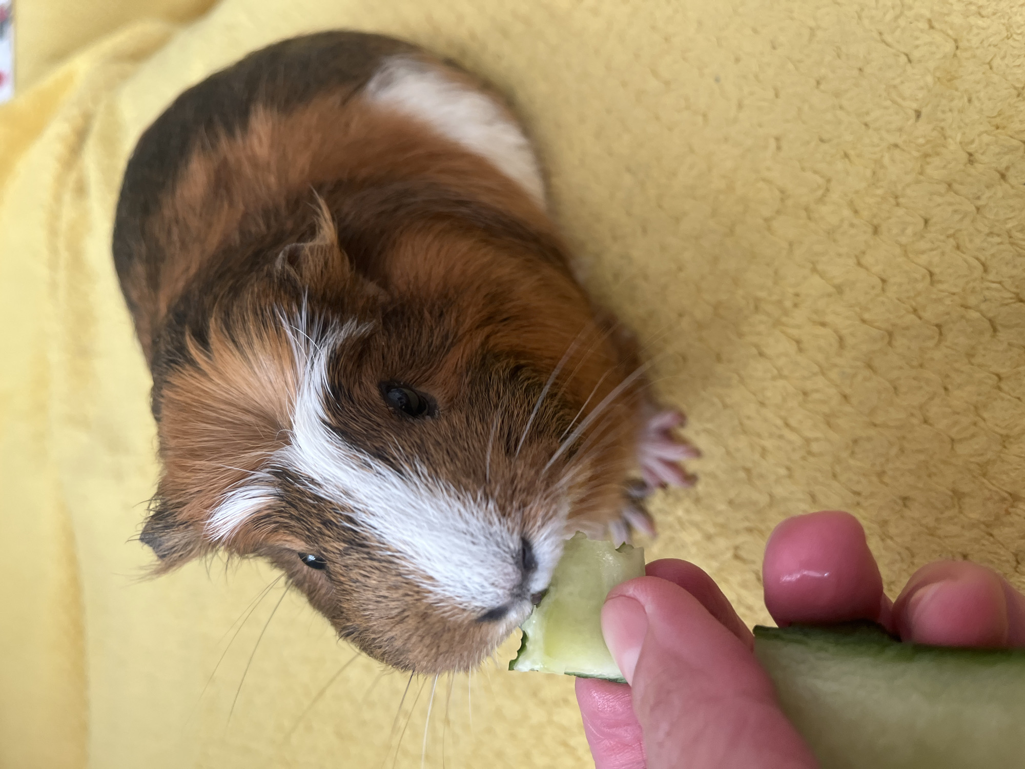 Guinea pig feeding session with LEGO play and city views
