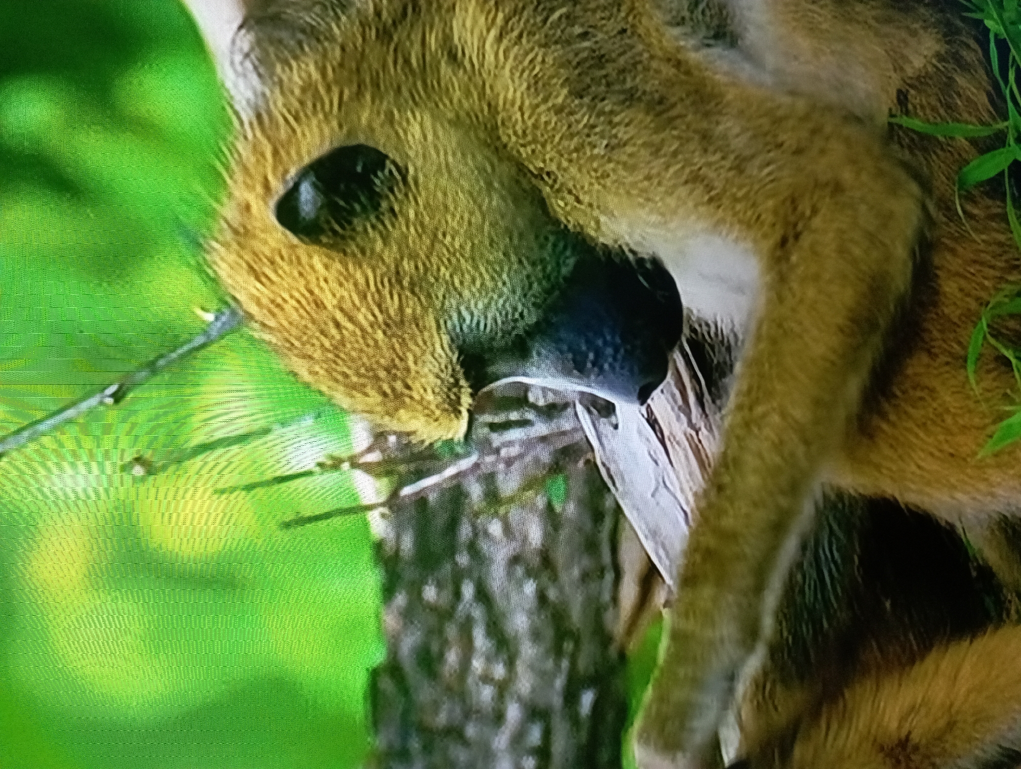 Wildlife snapshots and nature scenes spanning land, water, and indoors