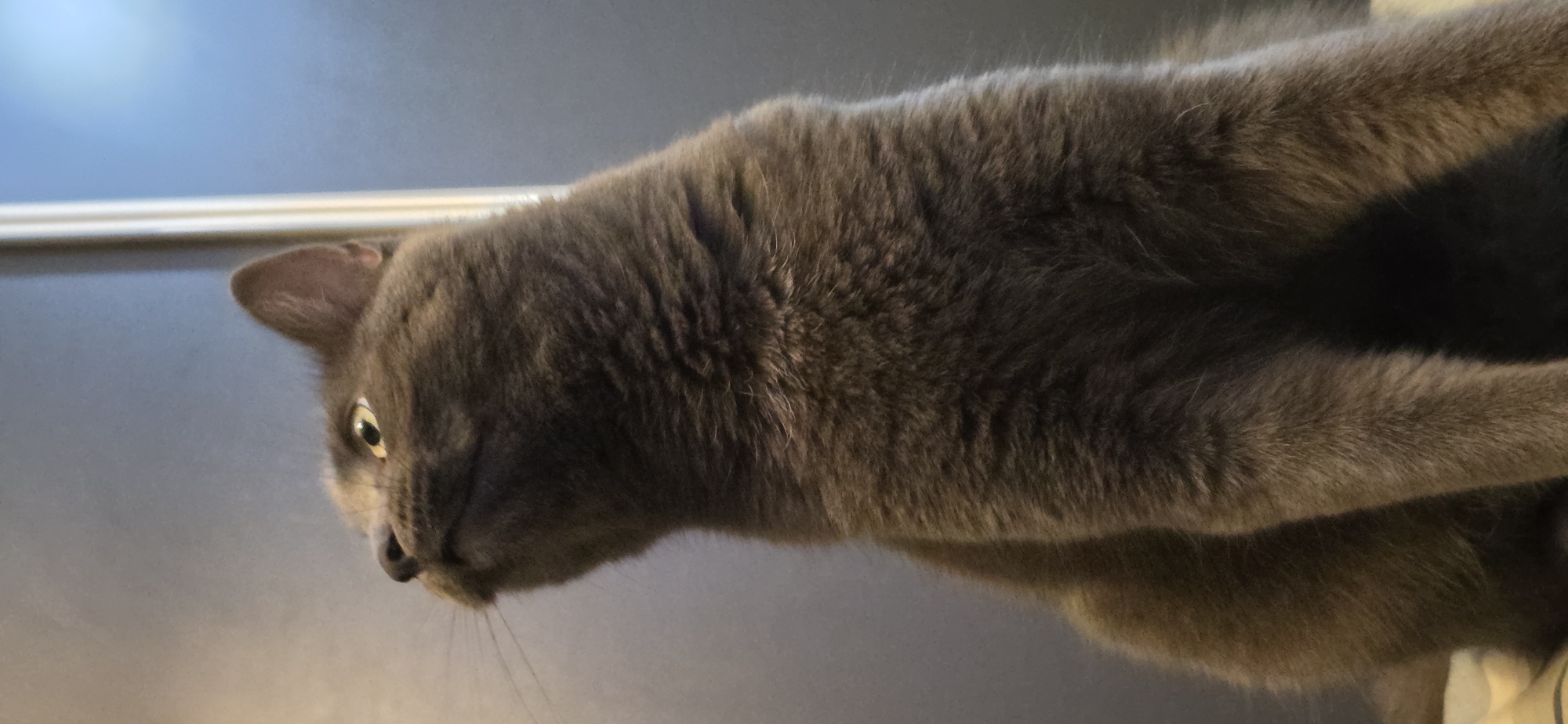 Grey cat at home in Vratsa, caught from every angle