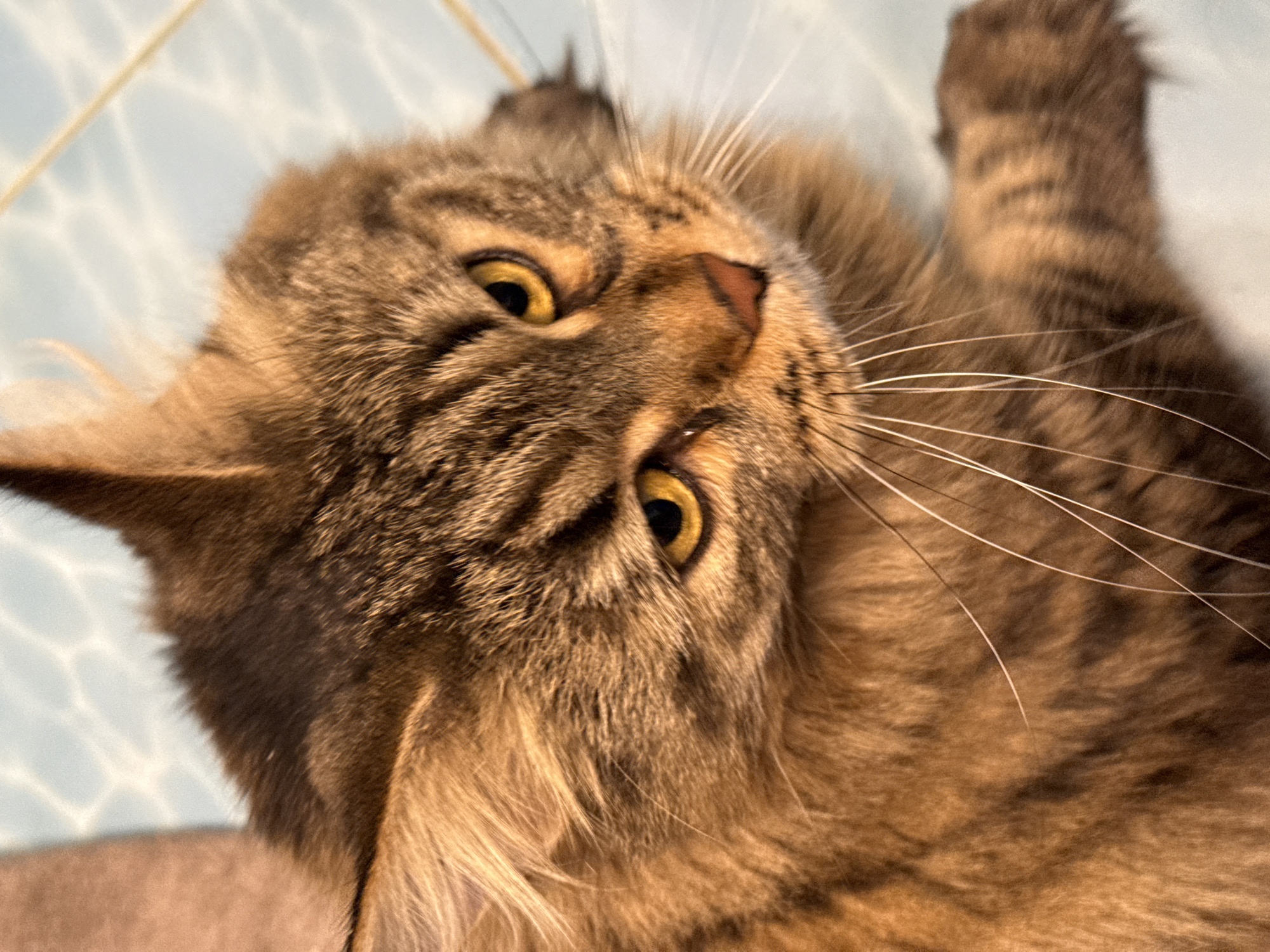 Brown tabby cat photographed in close-up shots in Izhevsk