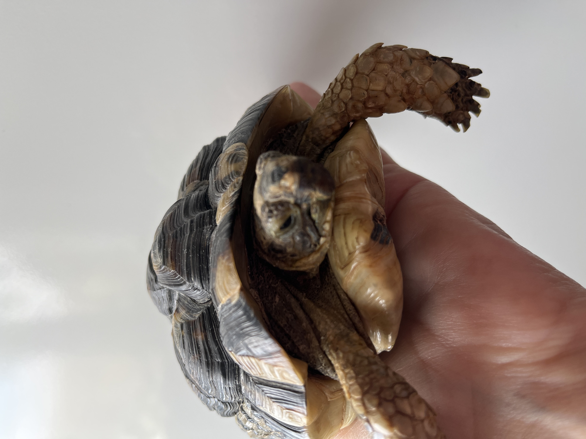 Small tortoise gently held by hand in Elektrostal