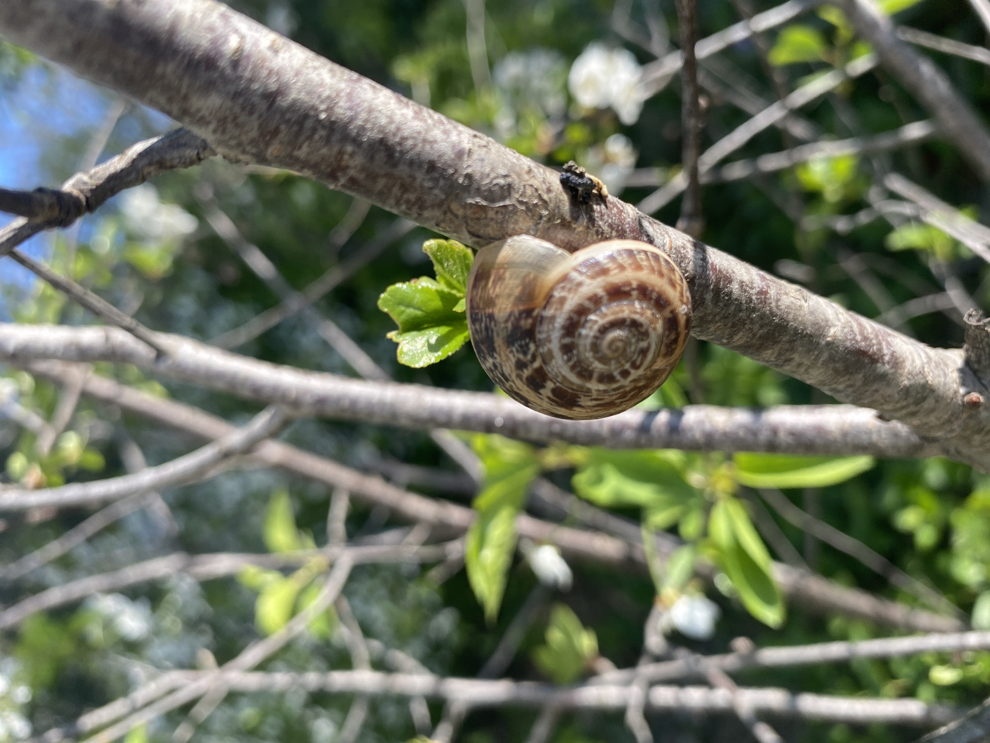 Spring nature photography captured in Sevastopol shows snail, strawberries