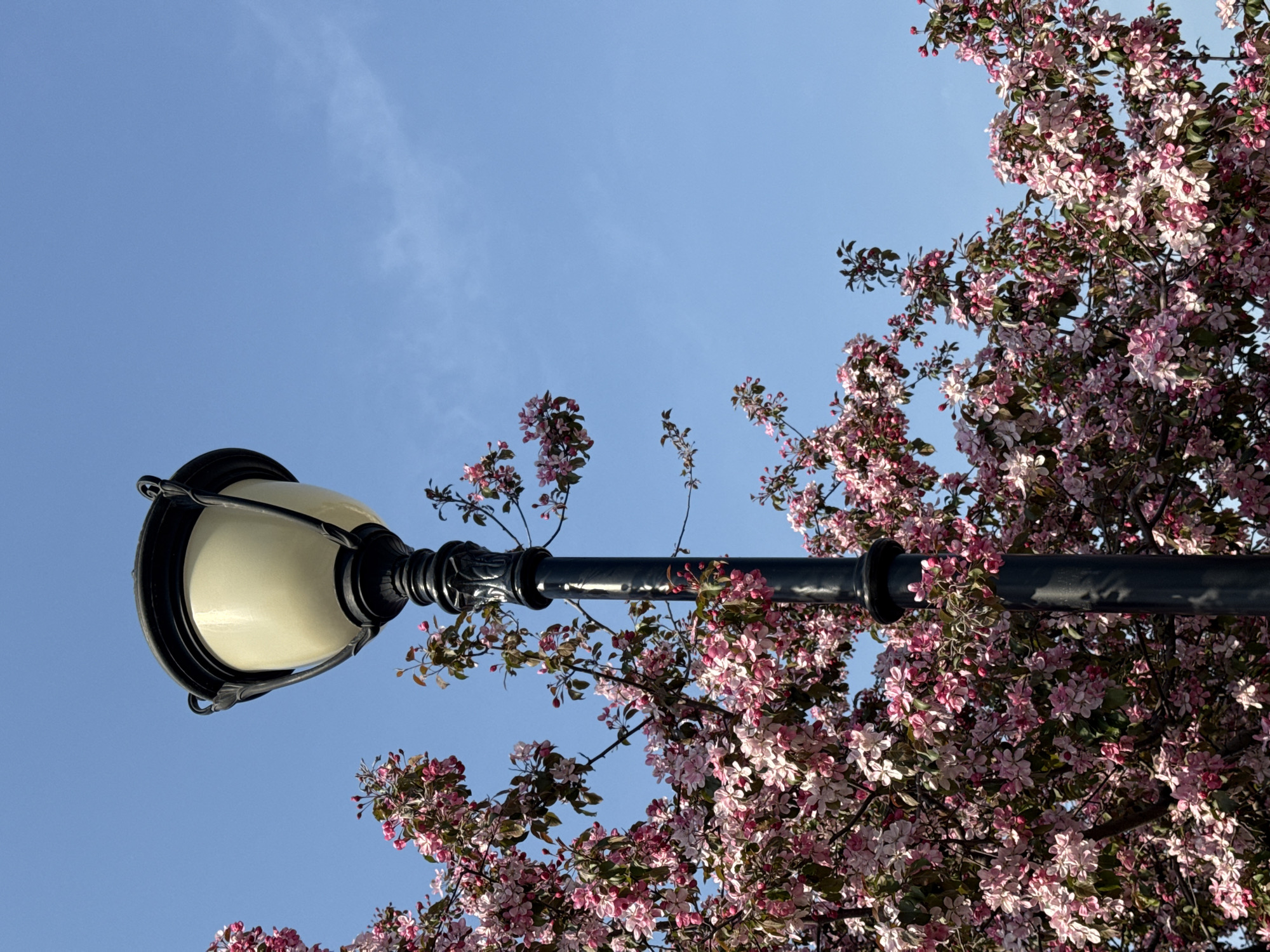 Urban spring morning documented: magnolia blooms amid varied architecture