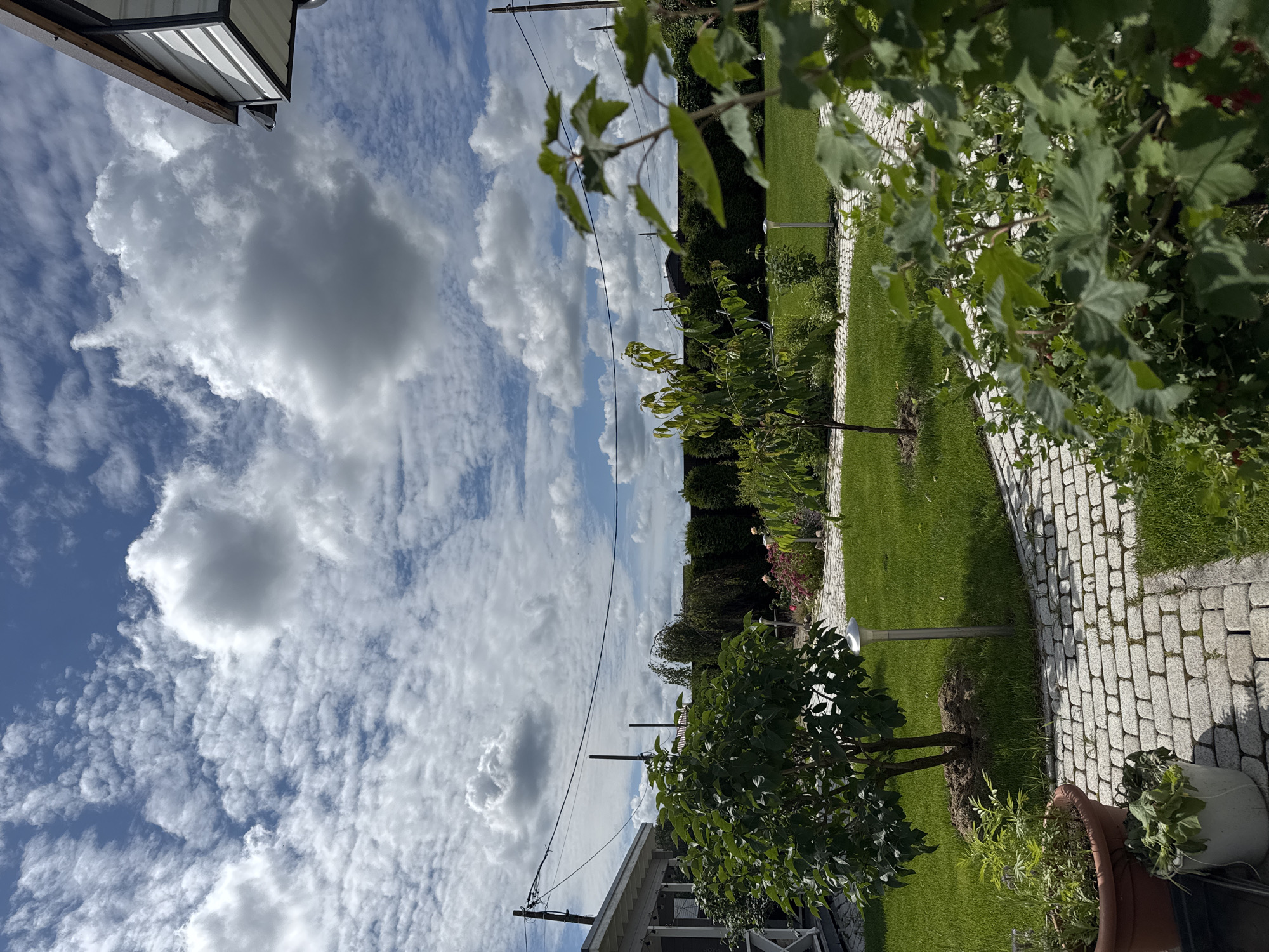 Berry picking and cats on a summer morning in Novaya Ropsha