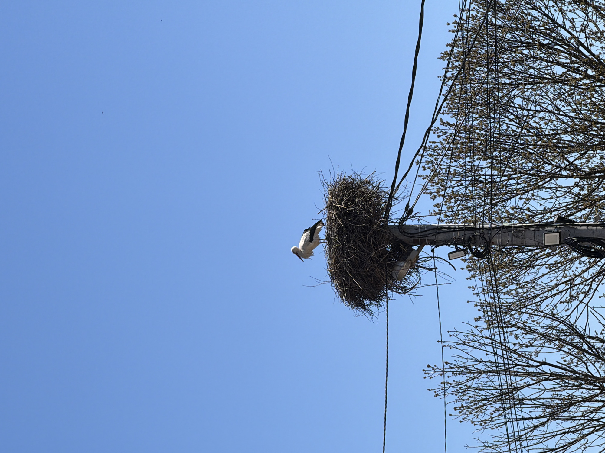 Storks spotted at utility pole nest in Sofia