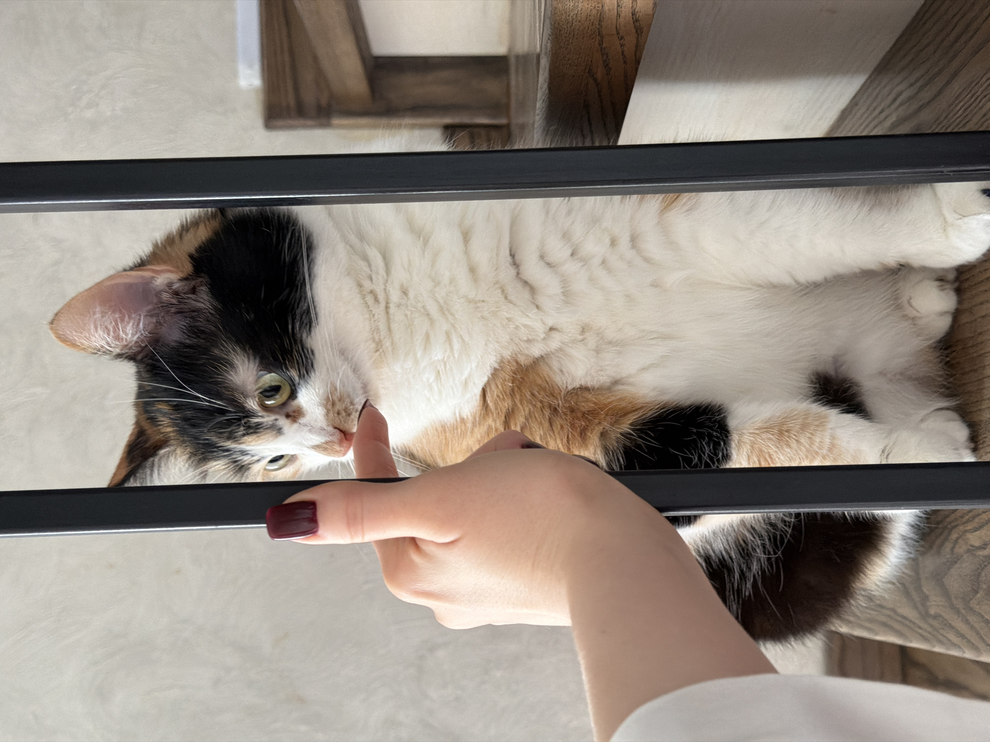 Morning routine documented in Russian home with breakfast and pets