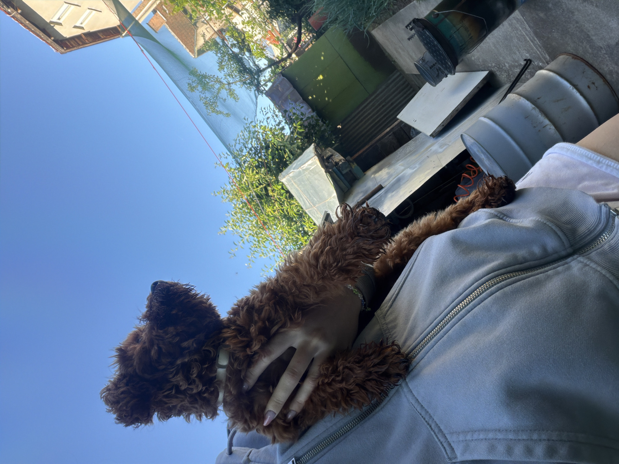 Morning playtime with a curly-haired poodle in Sofia backyard