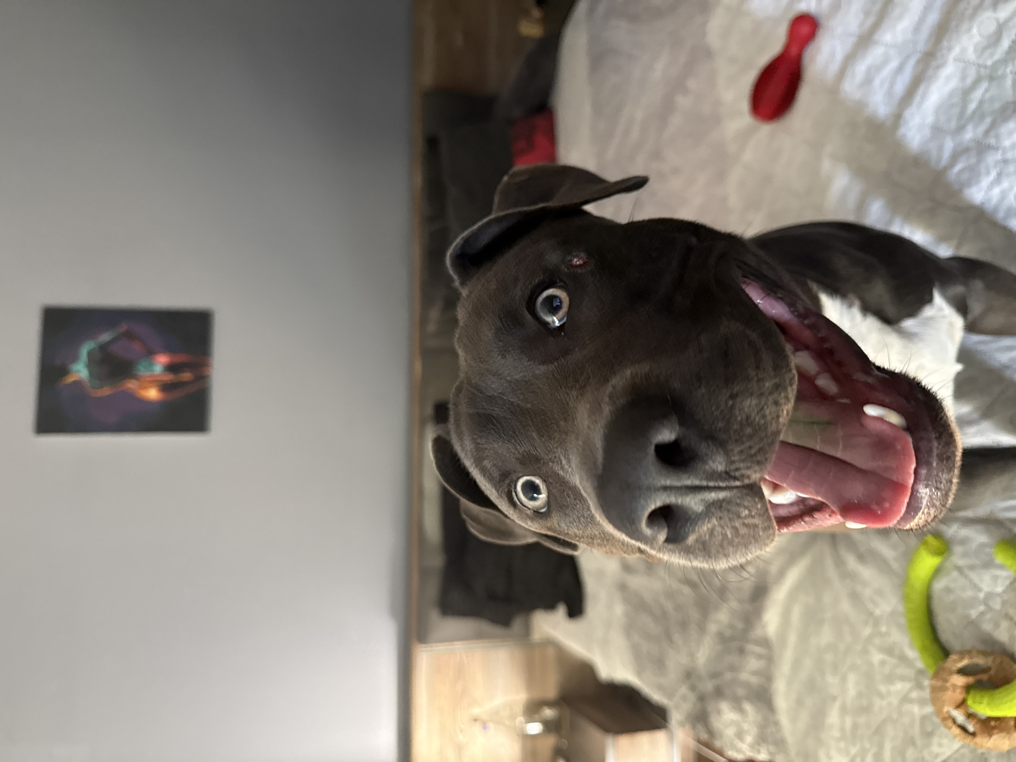 Pit bull on a bed in Varna, toy in tow