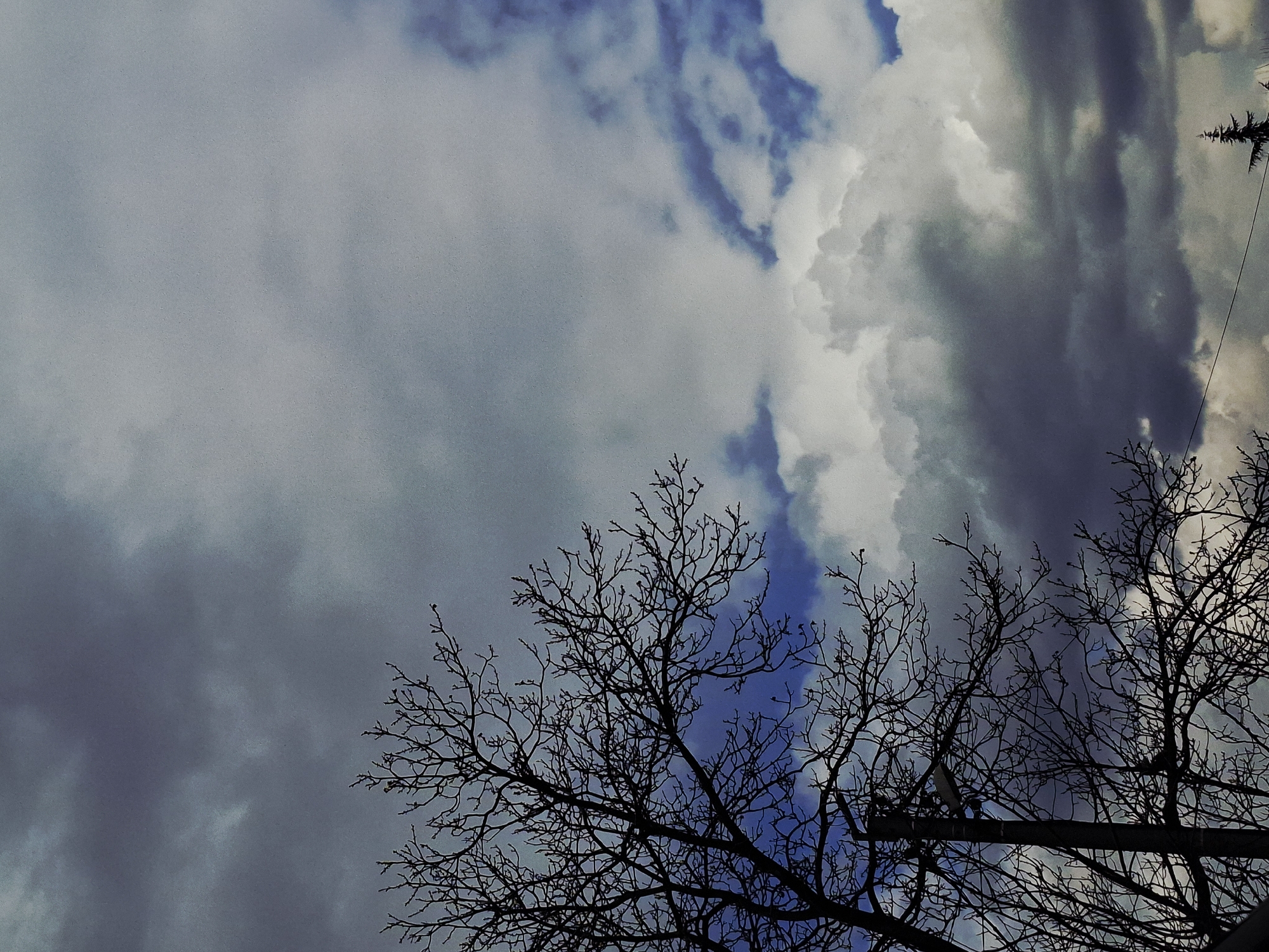 Spring garden blooms and cloudy skies documented in brief sequence