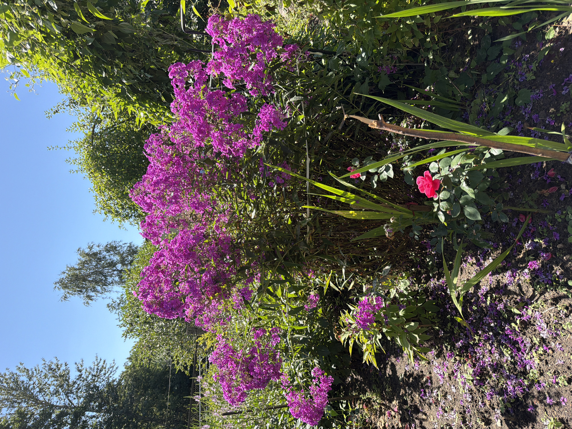 Summer garden in bloom — phlox, roses, and lilies