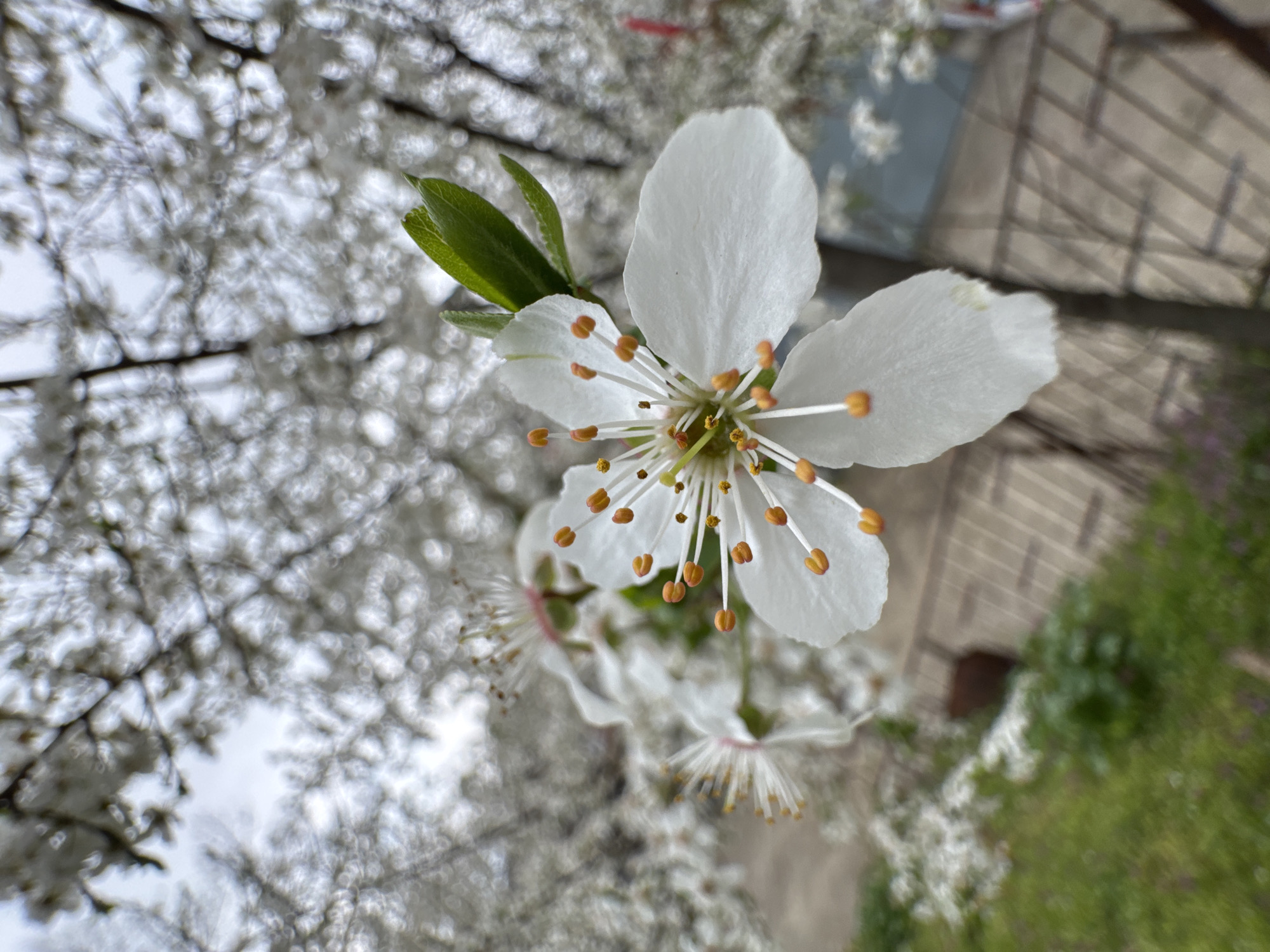 Spring morning scenes captured in Ruse, Bulgaria