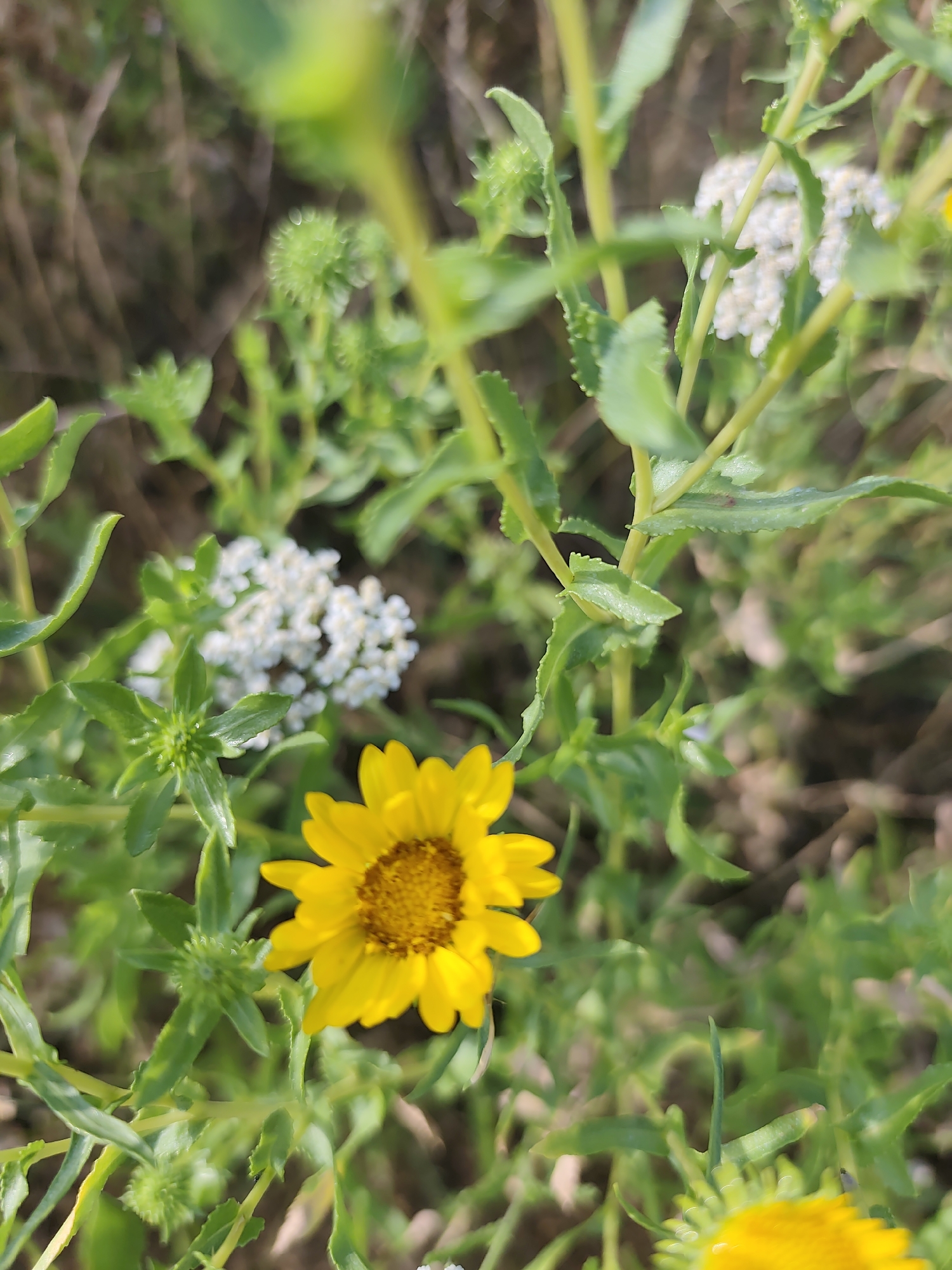 Wildflowers blooming in a field near Bălți, Moldova