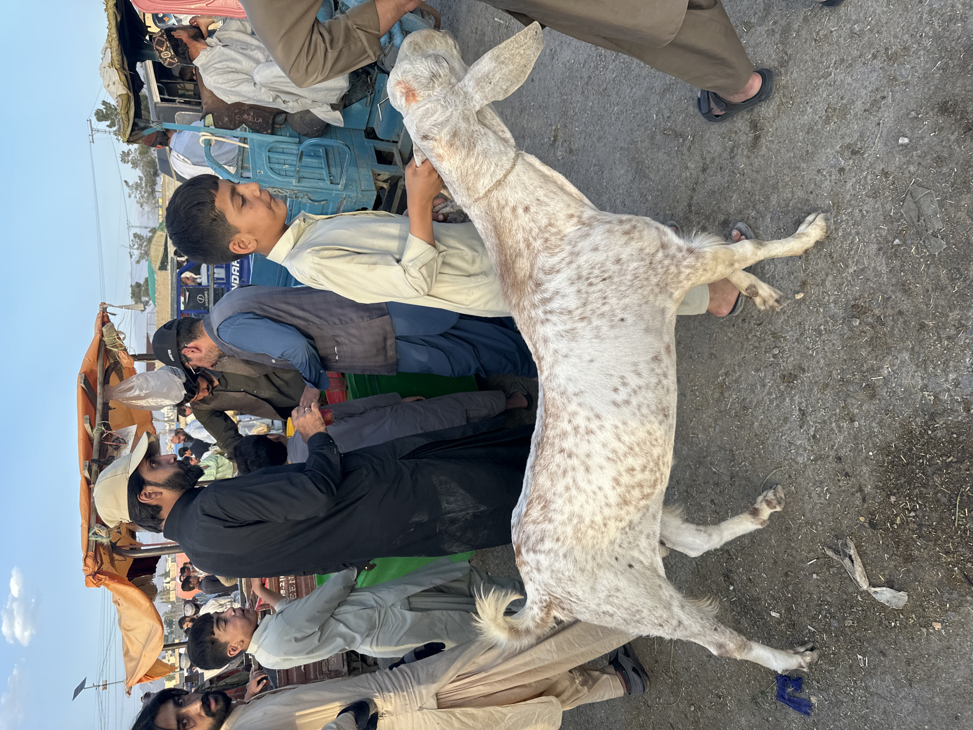 Livestock market activity documented in Quetta, Pakistan