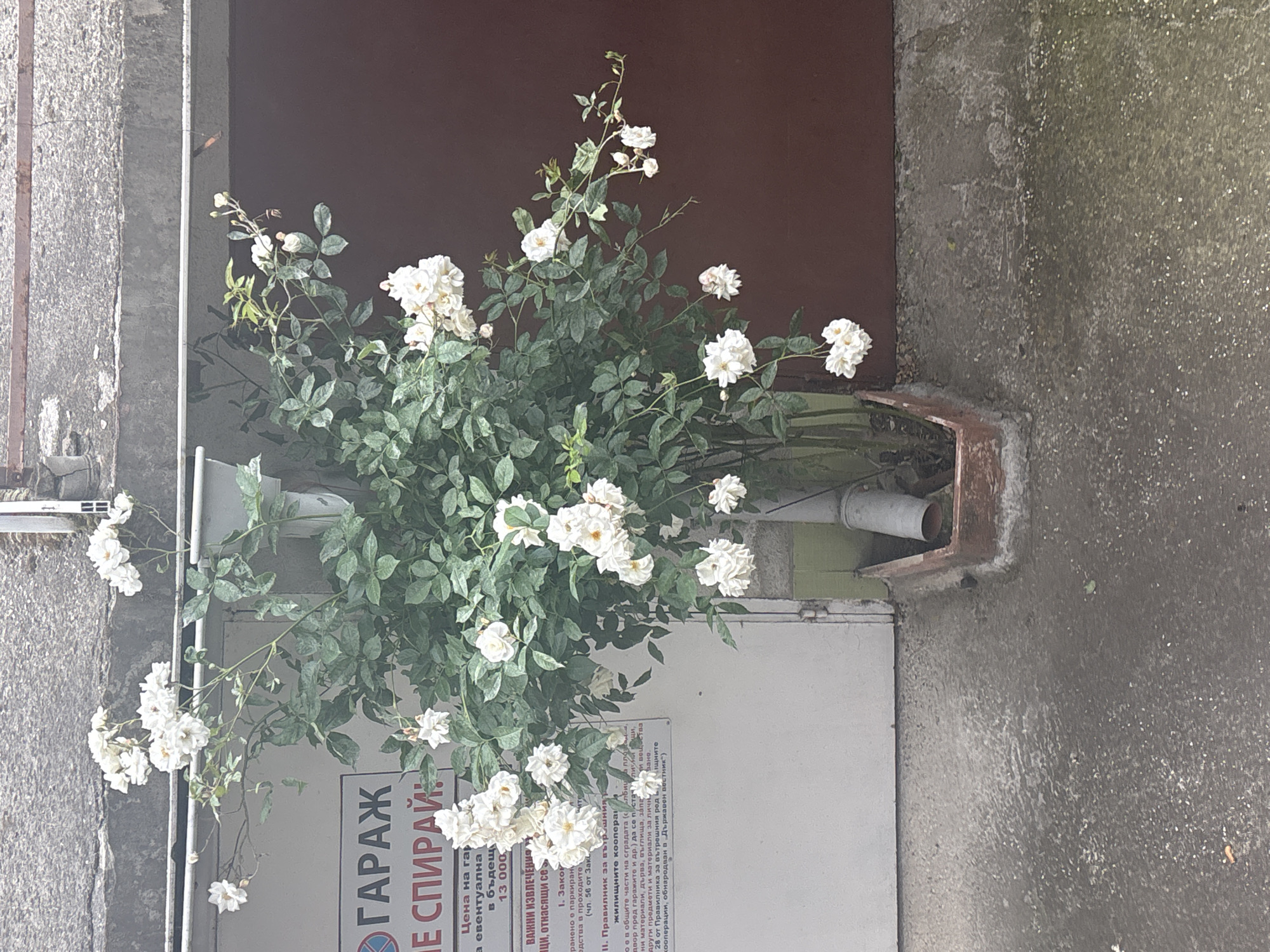 Casual afternoon moments documented around Pazardzhik, Bulgaria