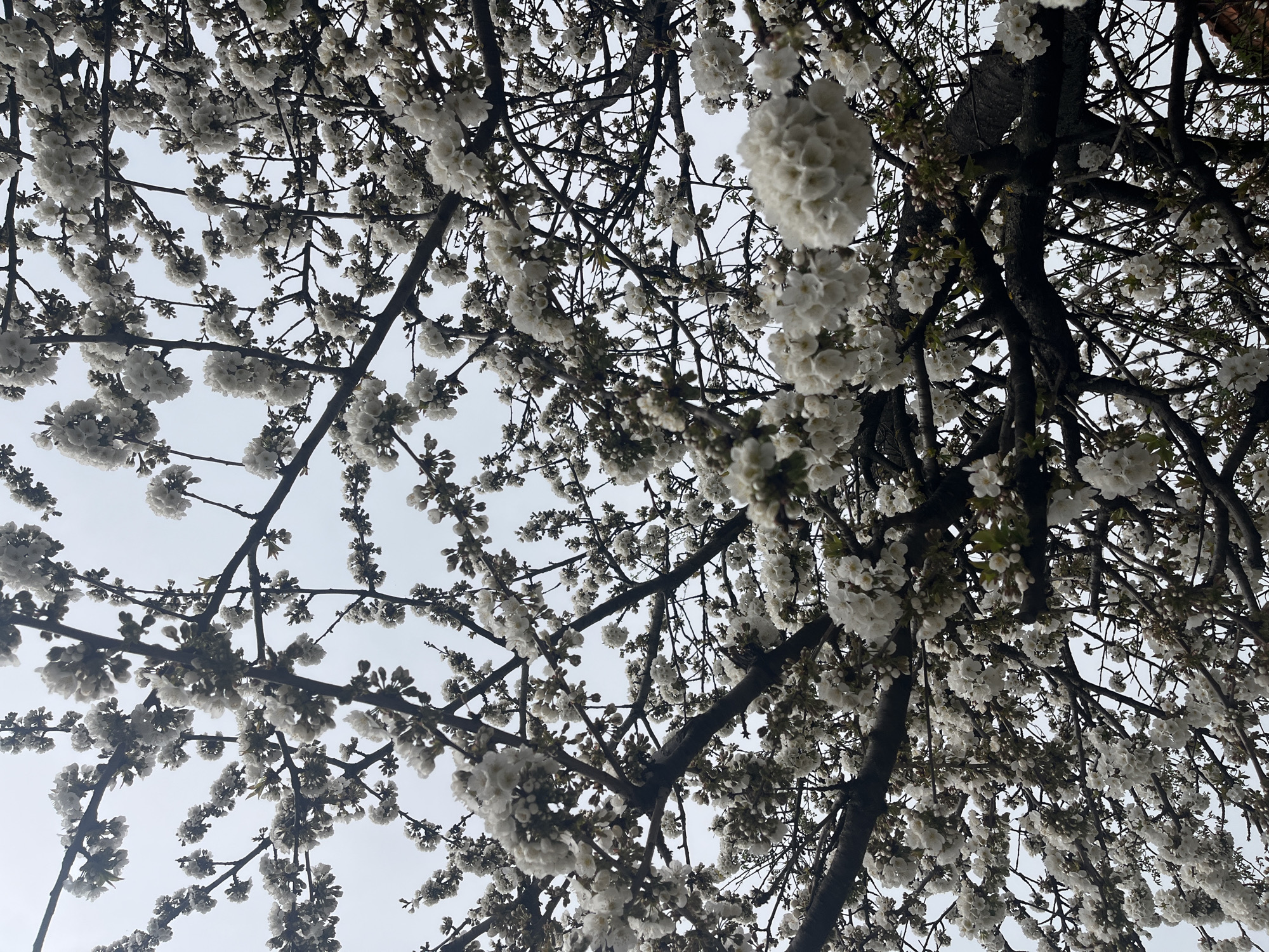 Spring scenes captured in Bulgarian village: blooming tree, dog, pedestrian