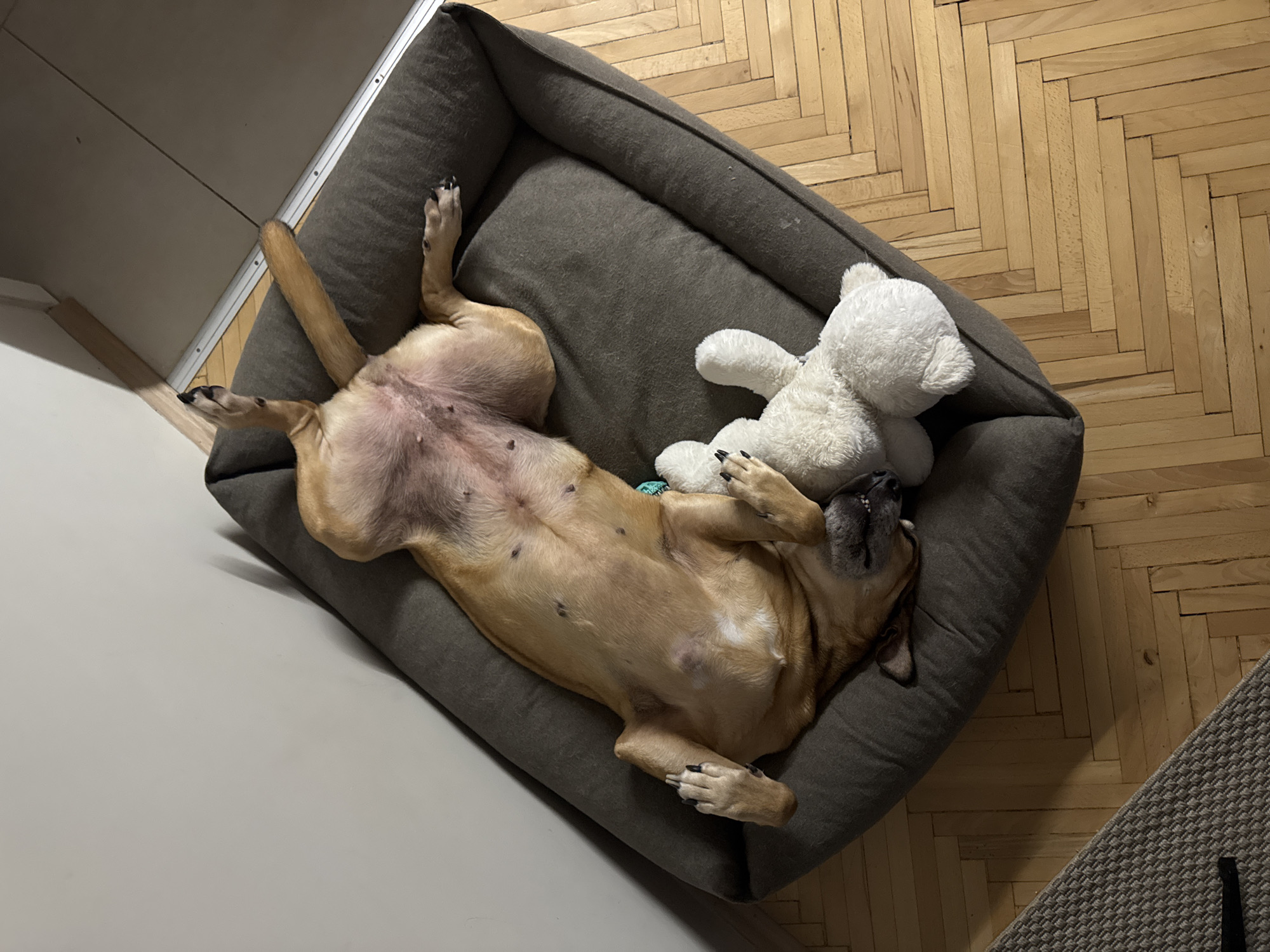 Tan dog naps belly-up with a stuffed bear in Sofia