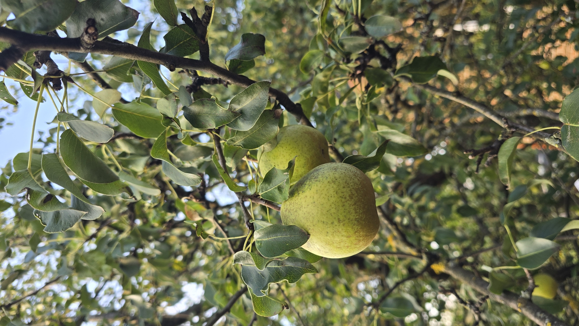 Golden hour in a Podolsk backyard, pears and a relaxed dog