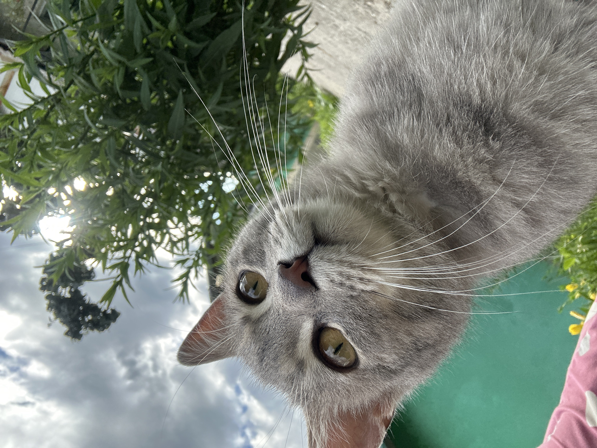 Garden cats, roses, and succulents on a quiet afternoon at home