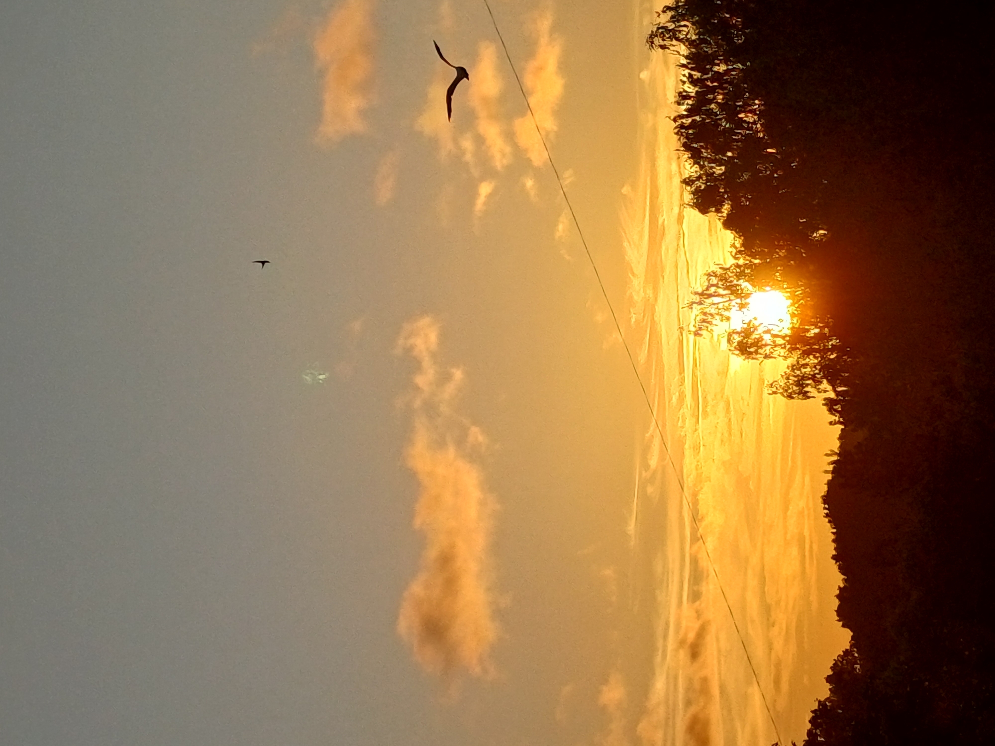 Golden hour sunset over Riga, trees and wires in silhouette