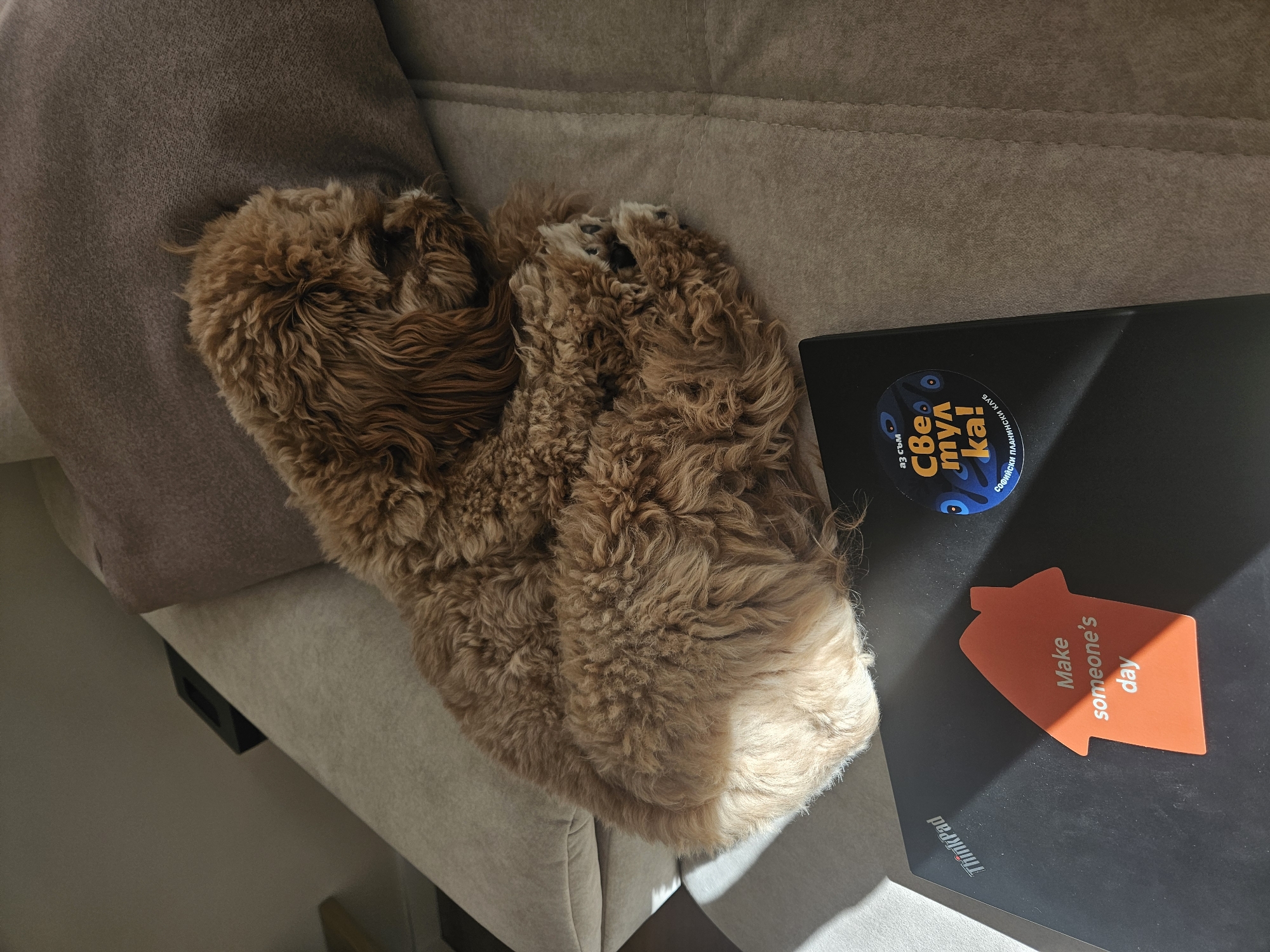 Brown curly dog photographed resting at home in Burgas