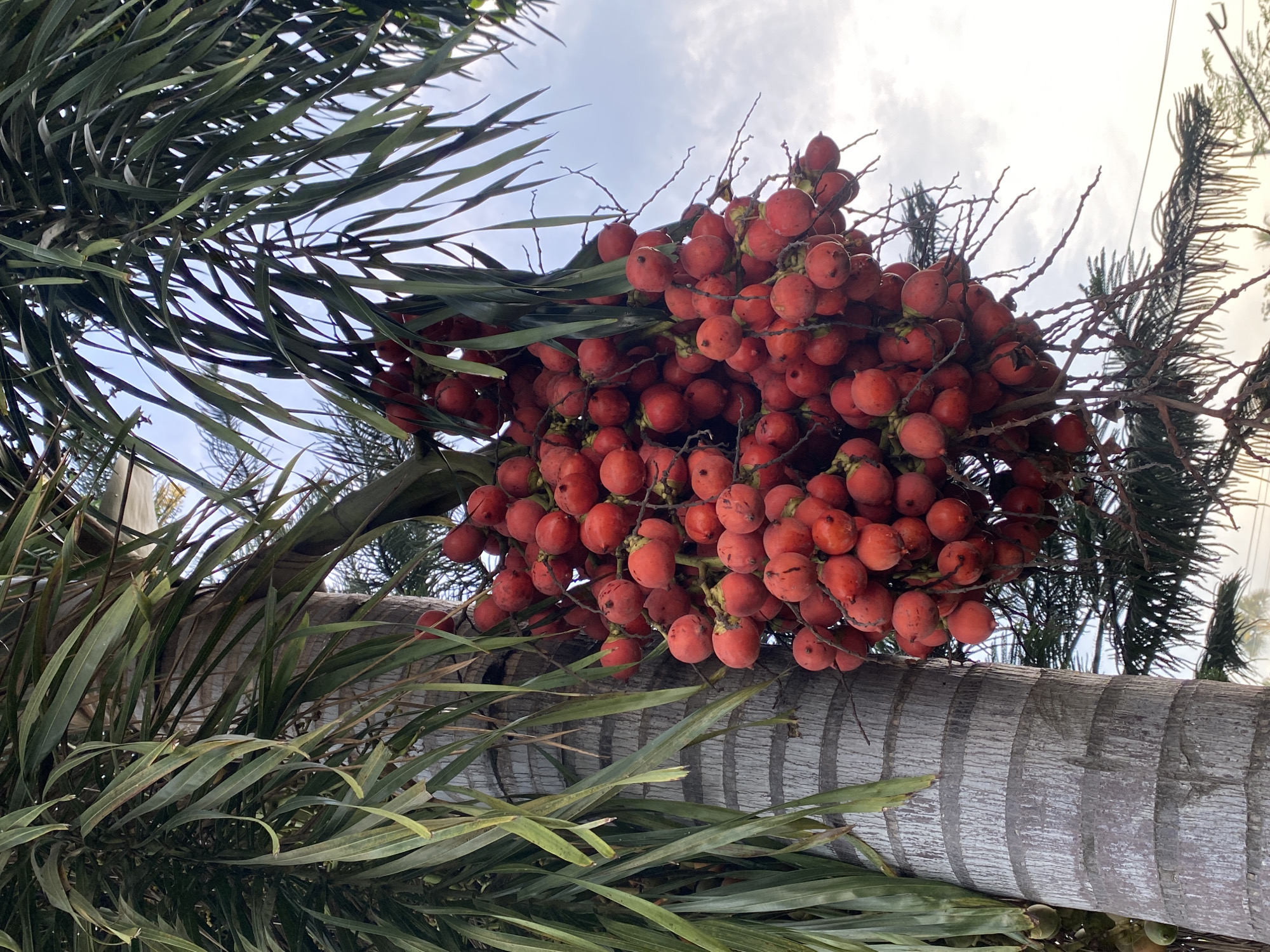 Evening botanical documentation captures Davao City's tropical flora and streets