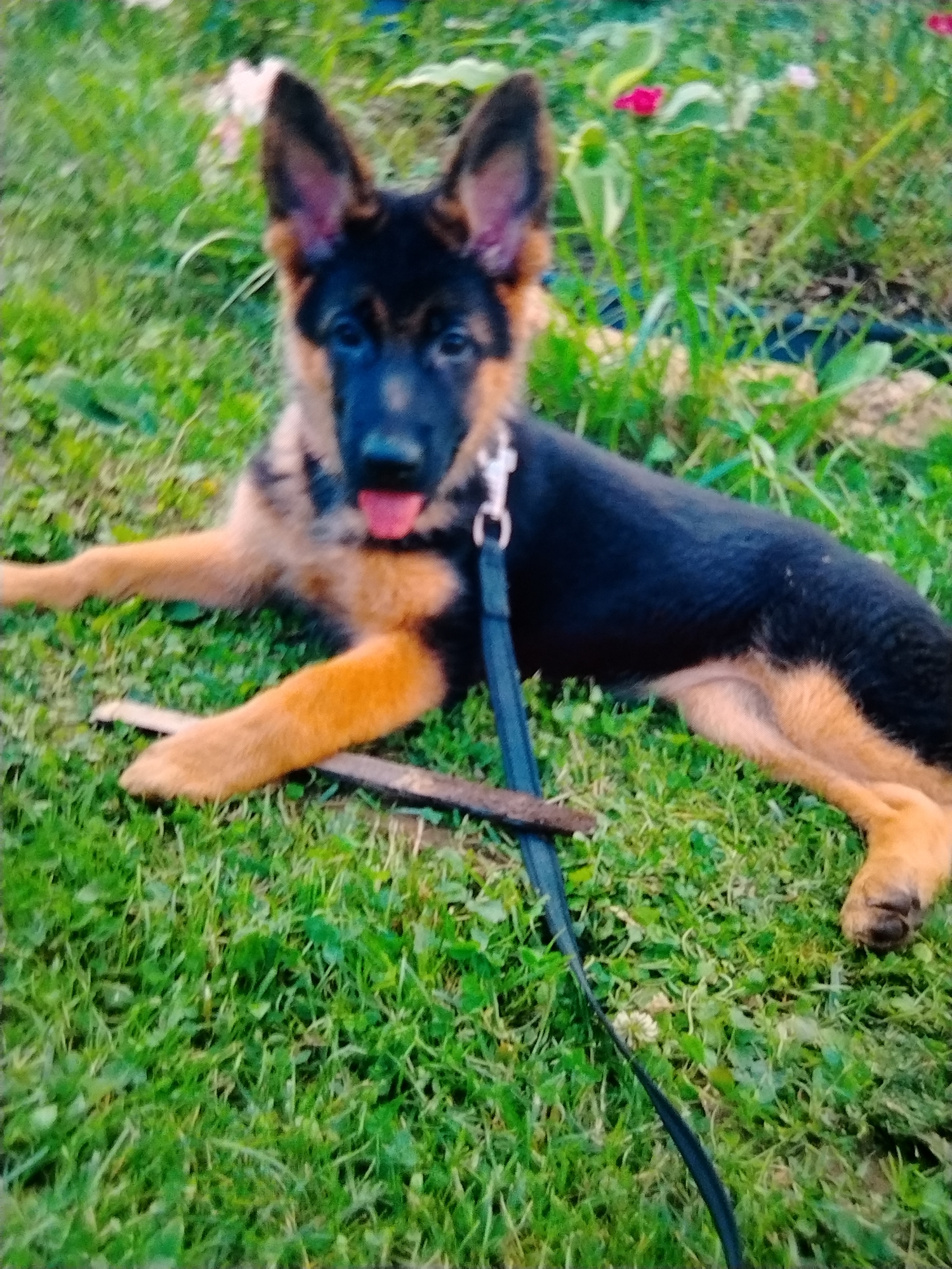 A scroll through pets, animals, and random nature clips