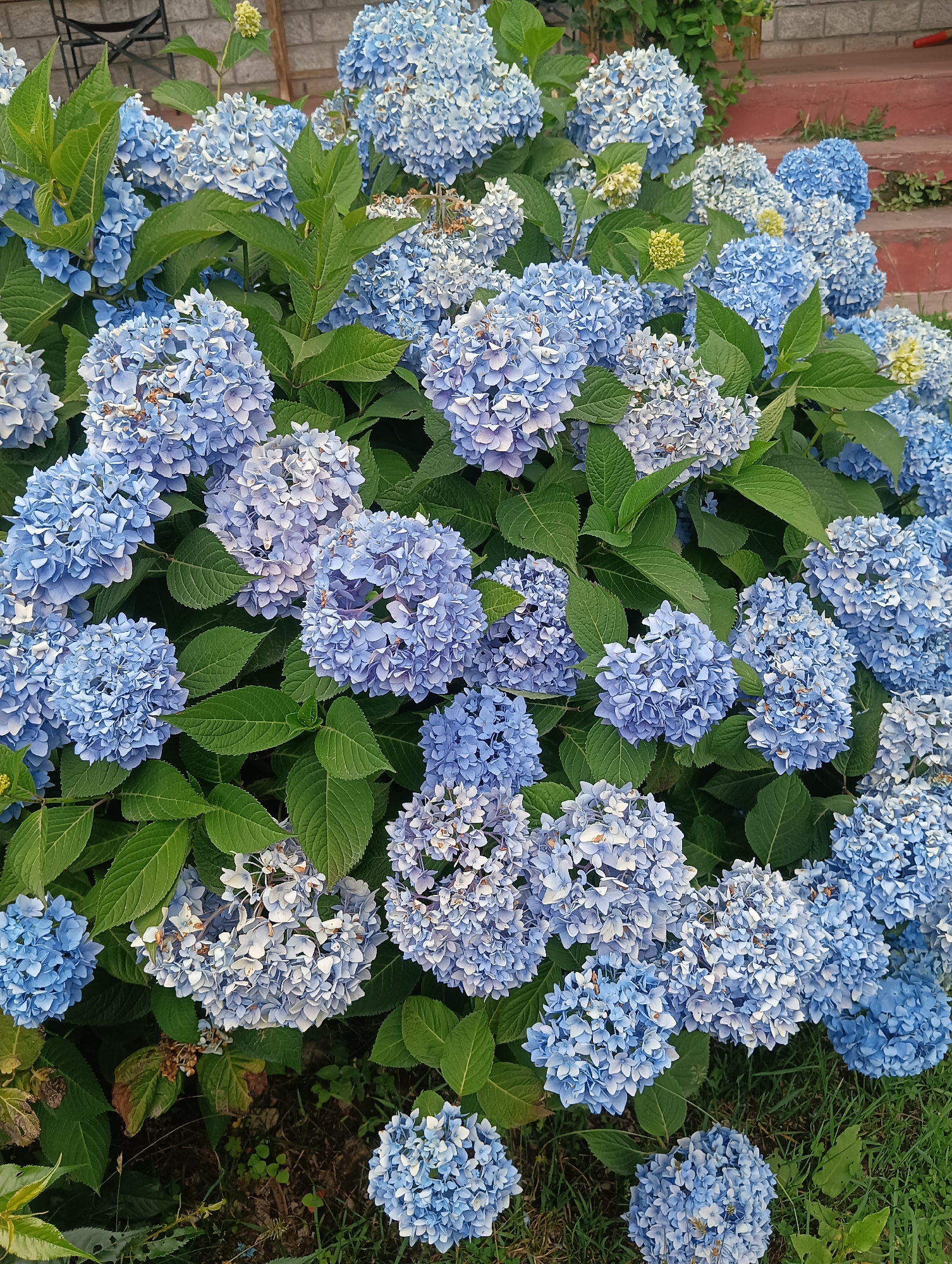 Old Manali gardens in full June bloom