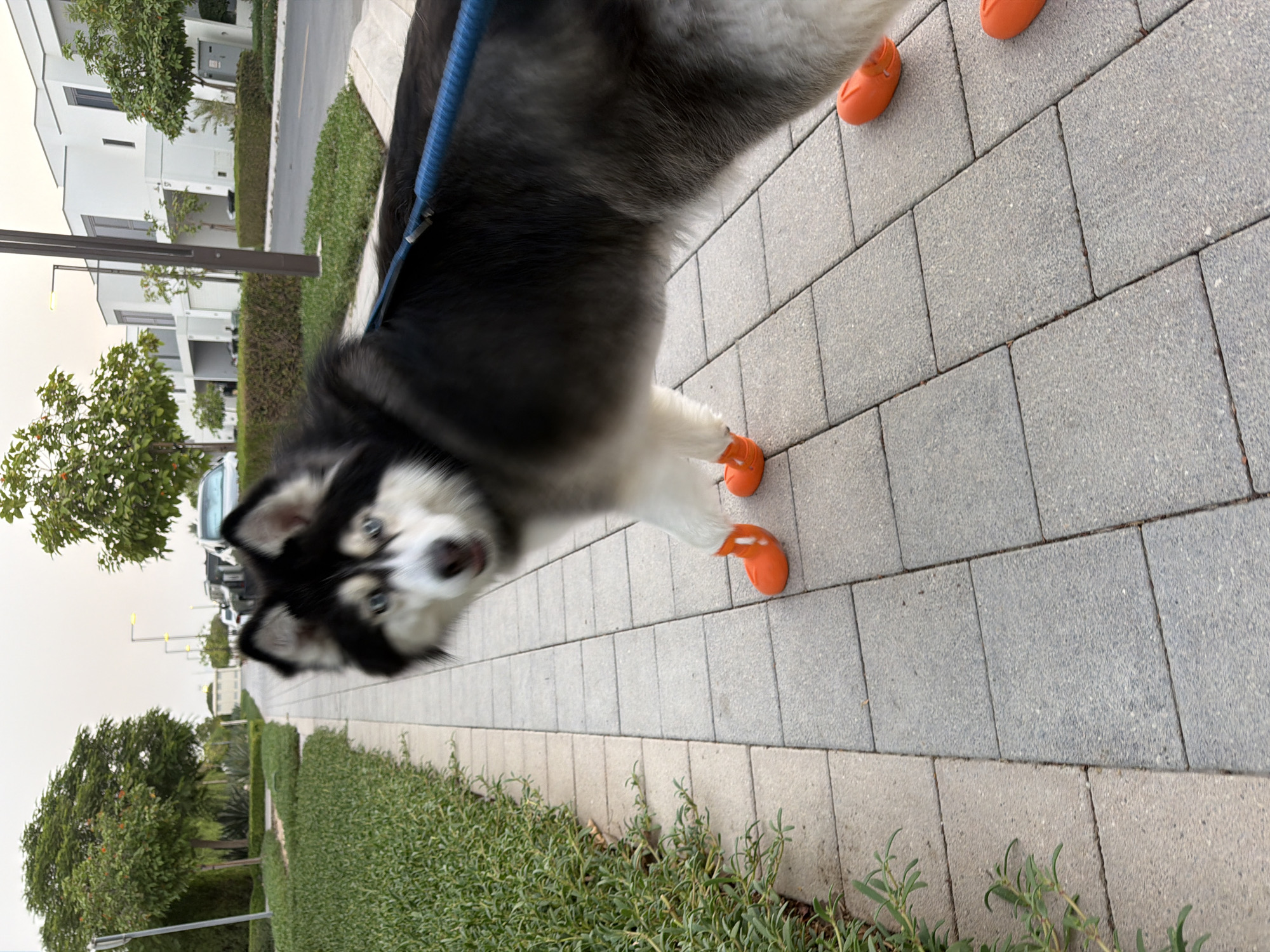 Husky in orange boots walks Dubai sidewalk on a hot afternoon