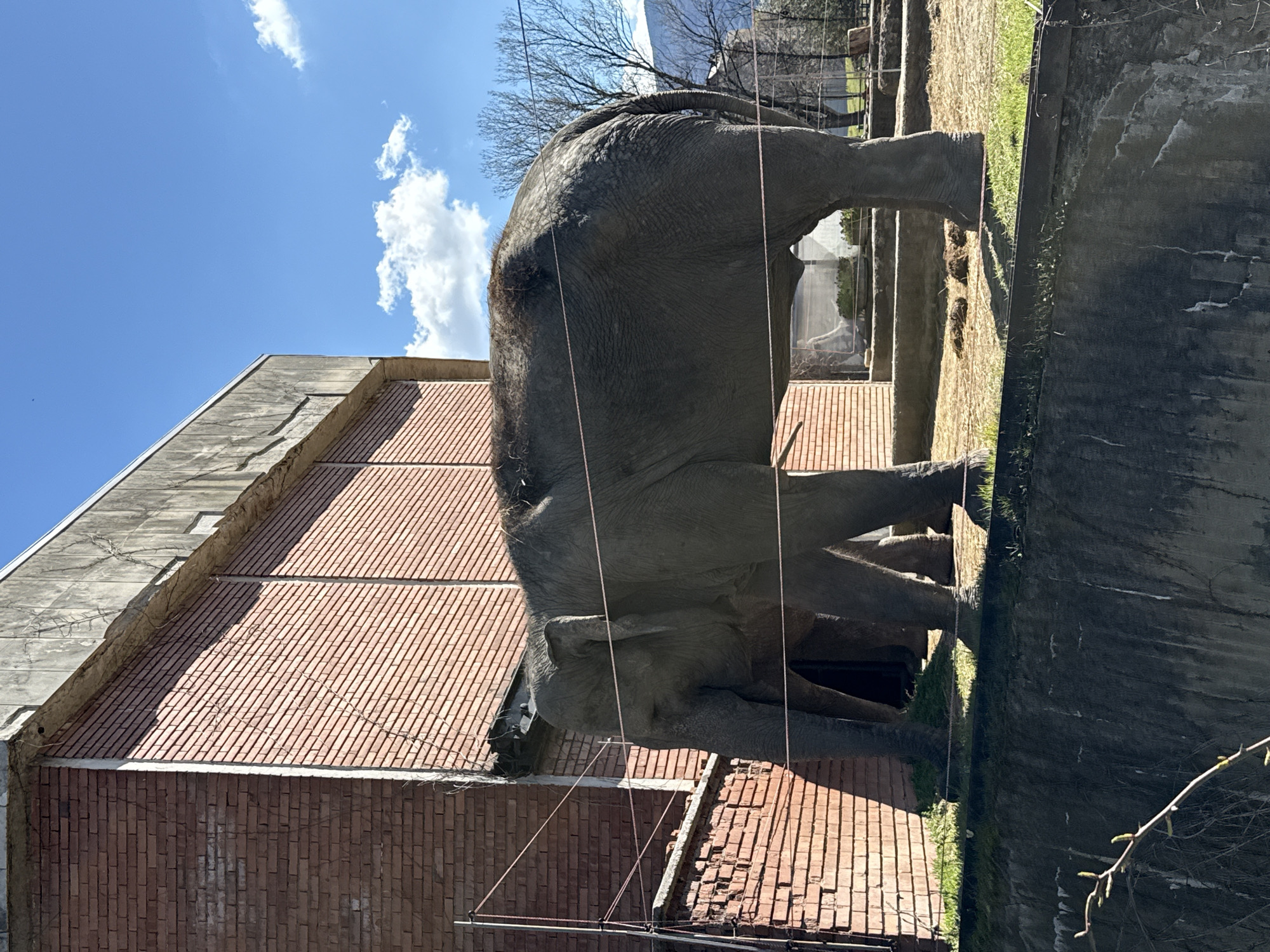 Elephant and camel spotted at Sofia zoo facility