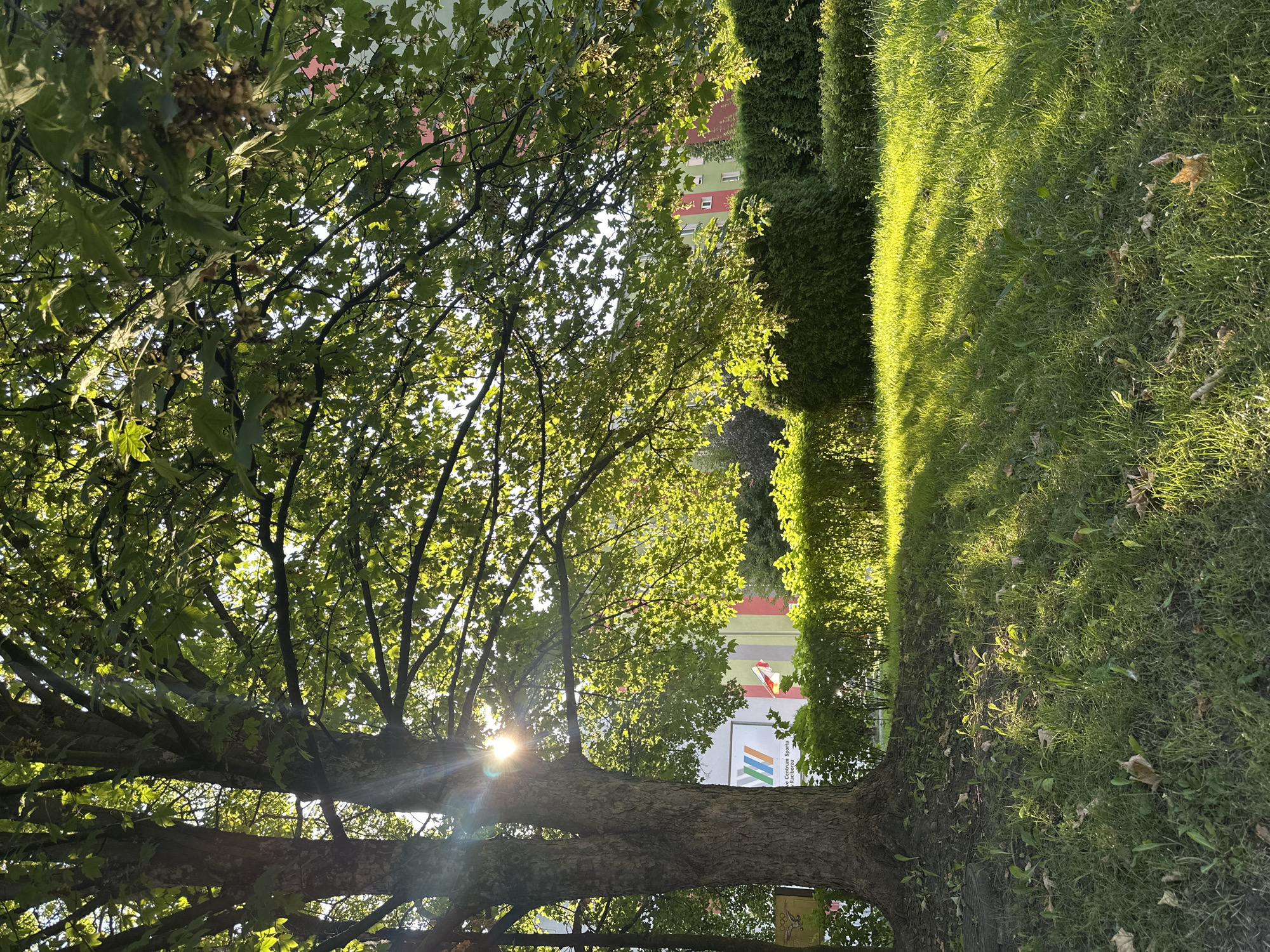 Sunny afternoon in a Racibórz park, trees and paths.