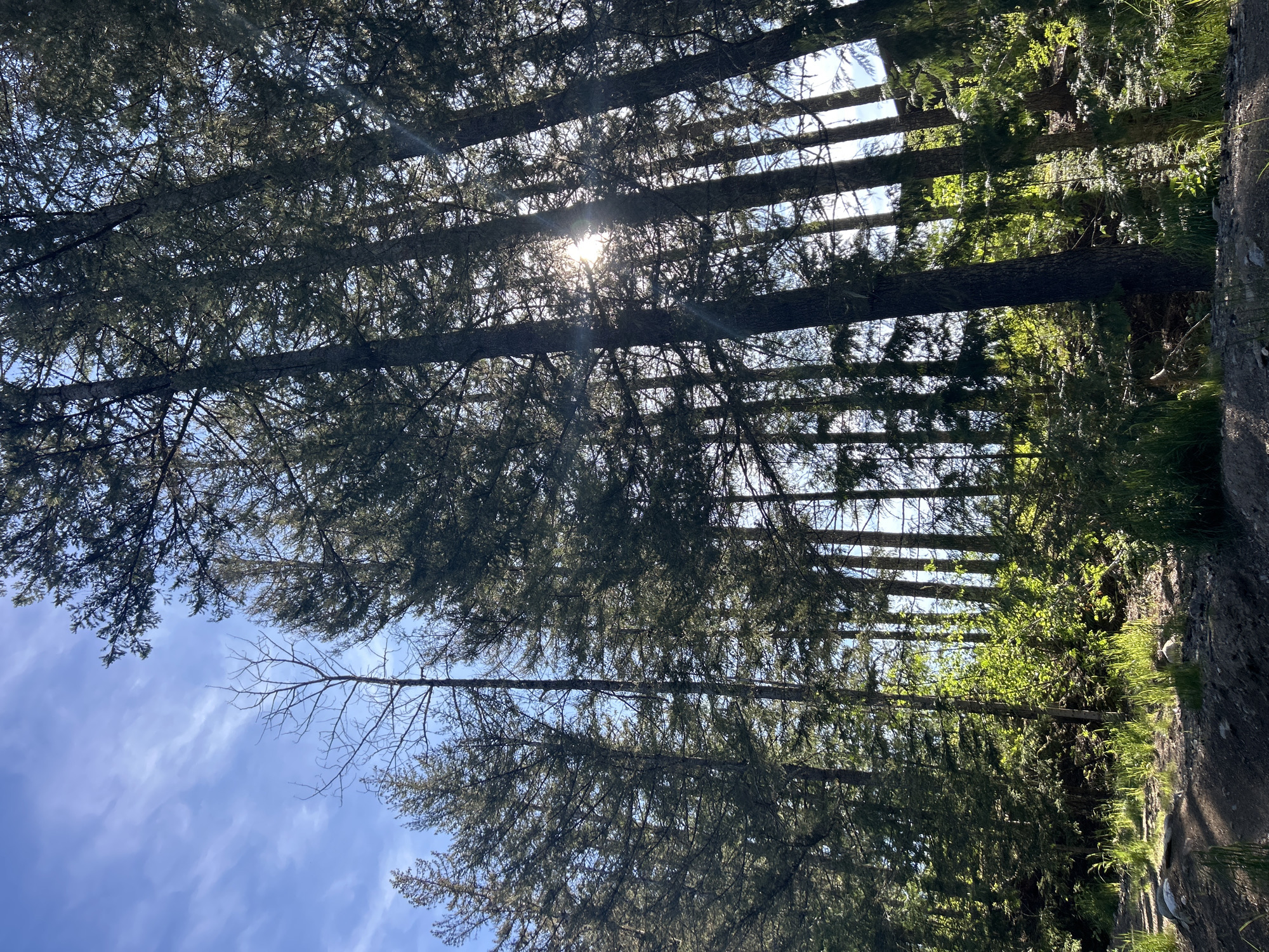 Visitor documents forest trails and mountain views in Whistler