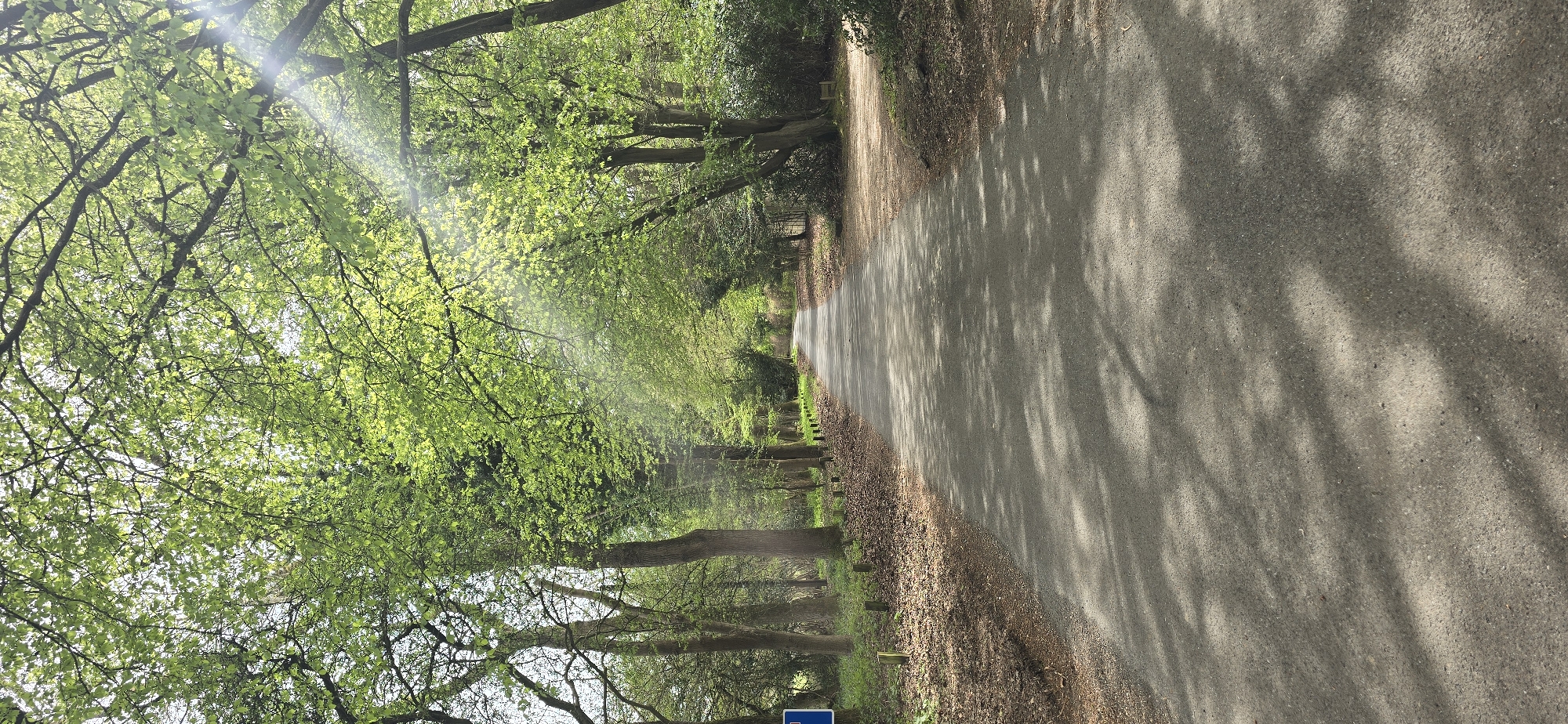 Tree-lined road photographed in Dacorum, UK