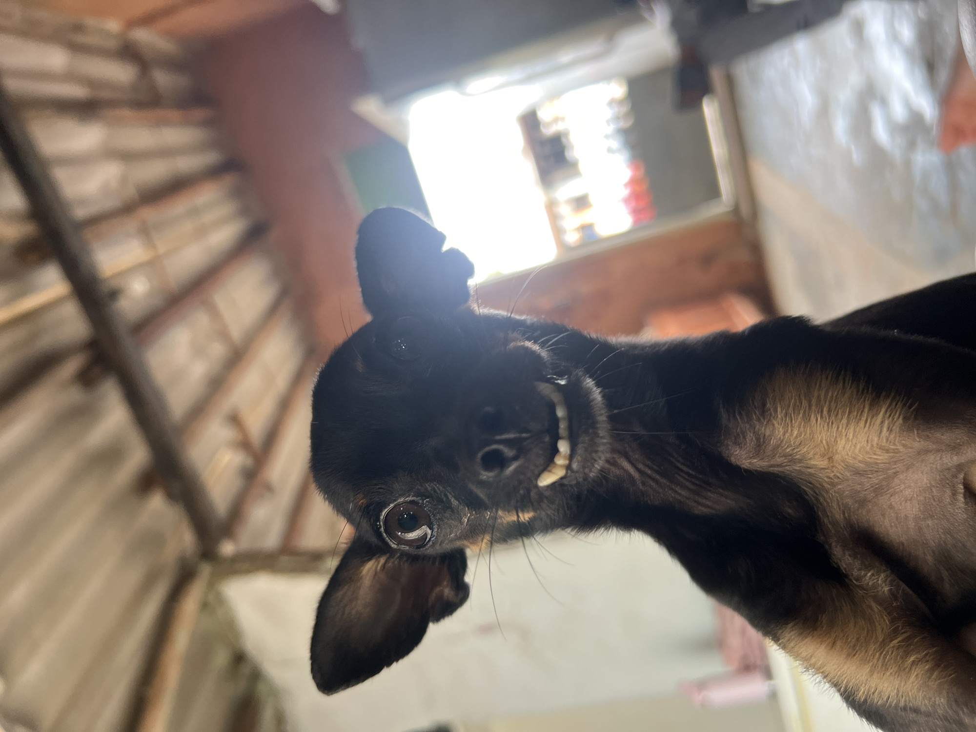 Afternoon with energetic small dog in Juan Griego home