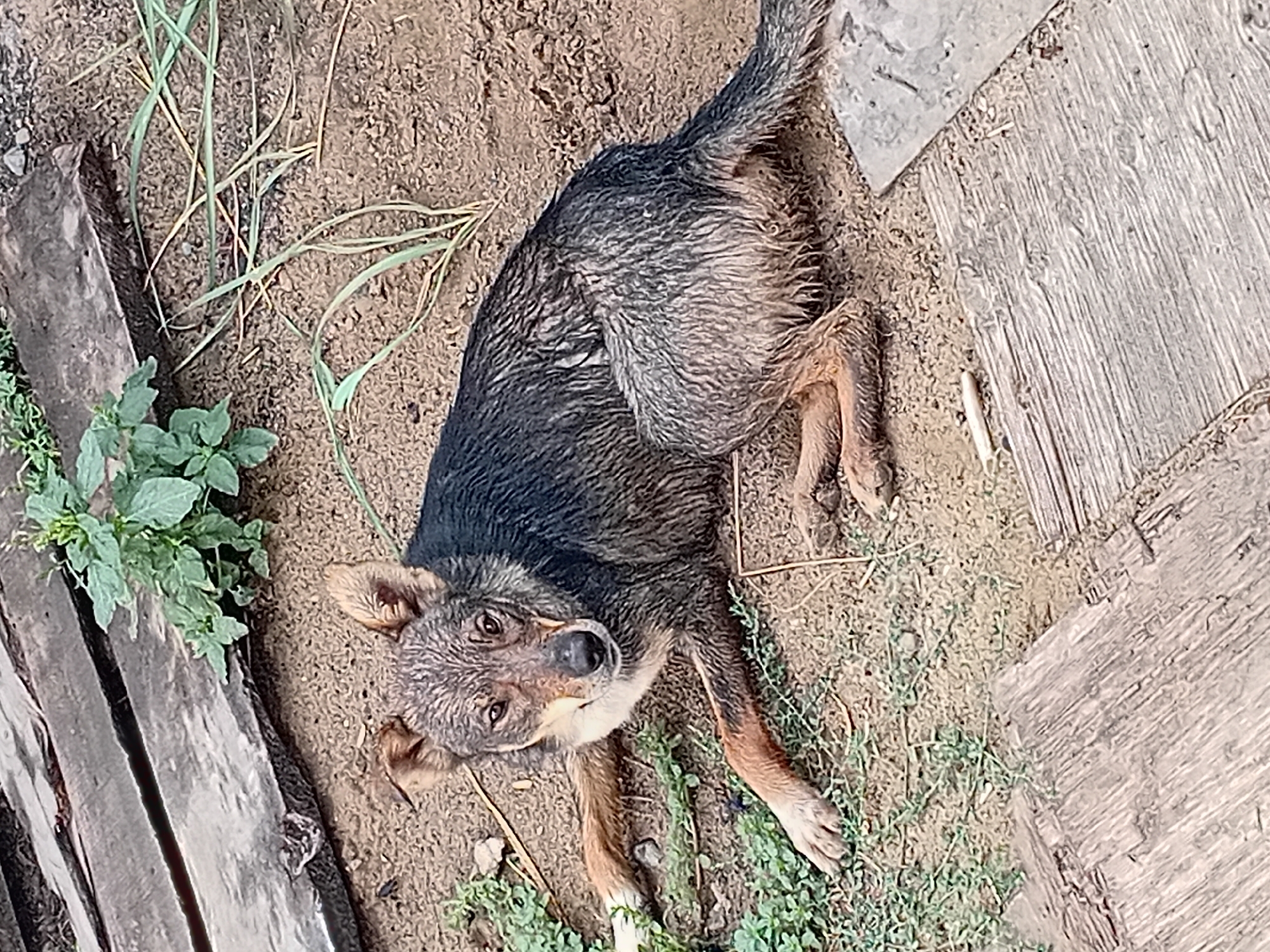 Construction site and stray dogs around a Semey building project